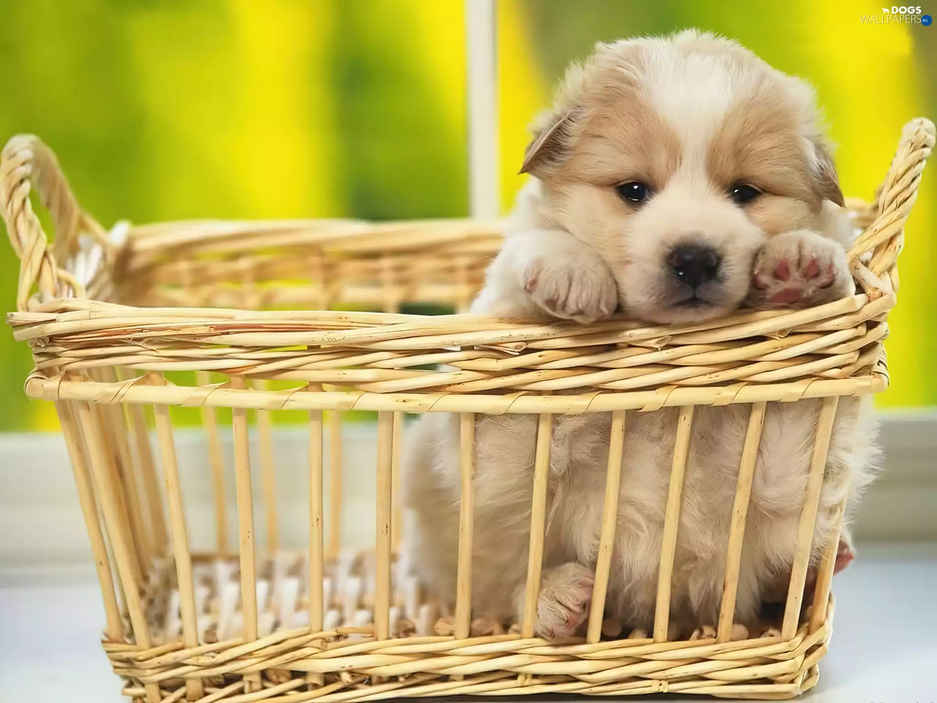 wicker, Puppy, basket