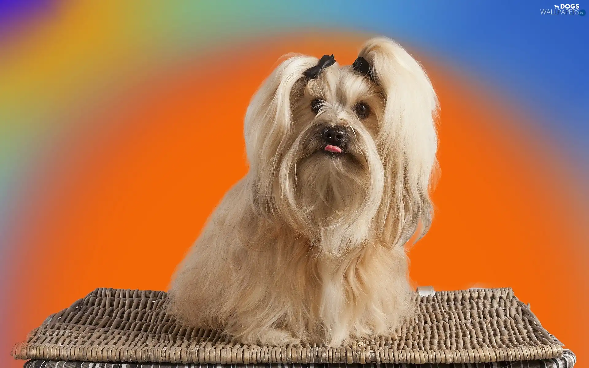 wicker, Tounge, Shih, basket, Tzu