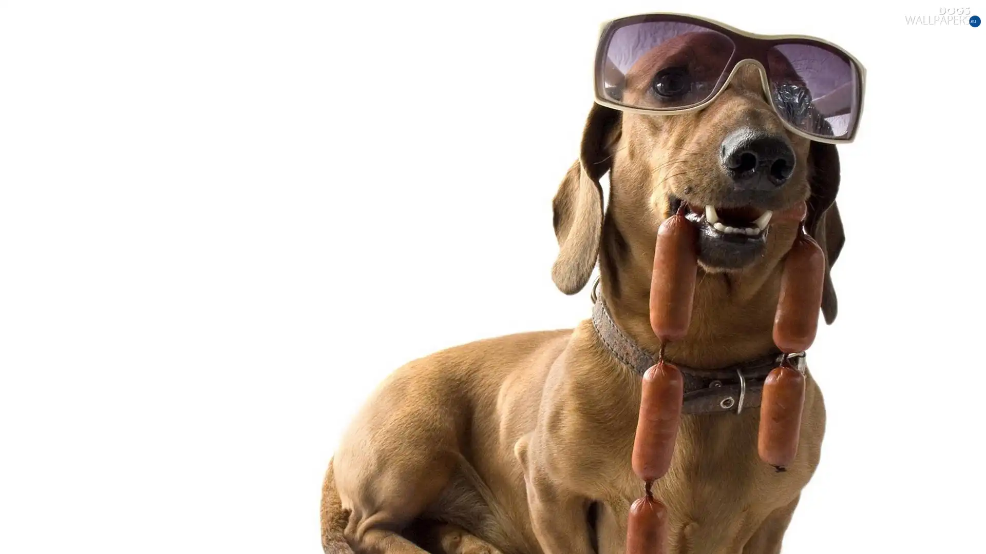 Wieners, Glasses, dachshund, dog-collar