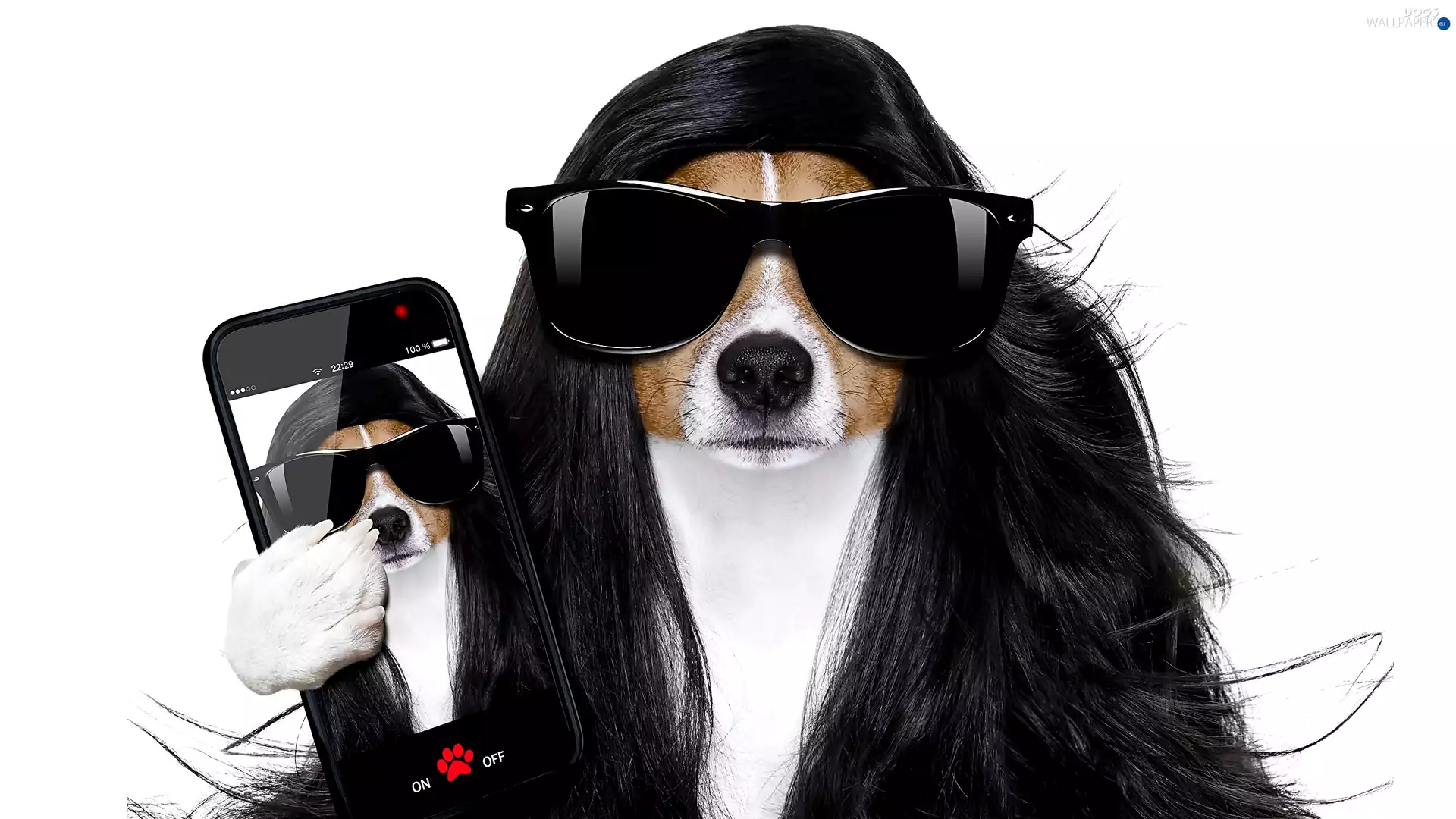 wig, dog, Telephone, white background, Glasses, Jack Russel Terrier