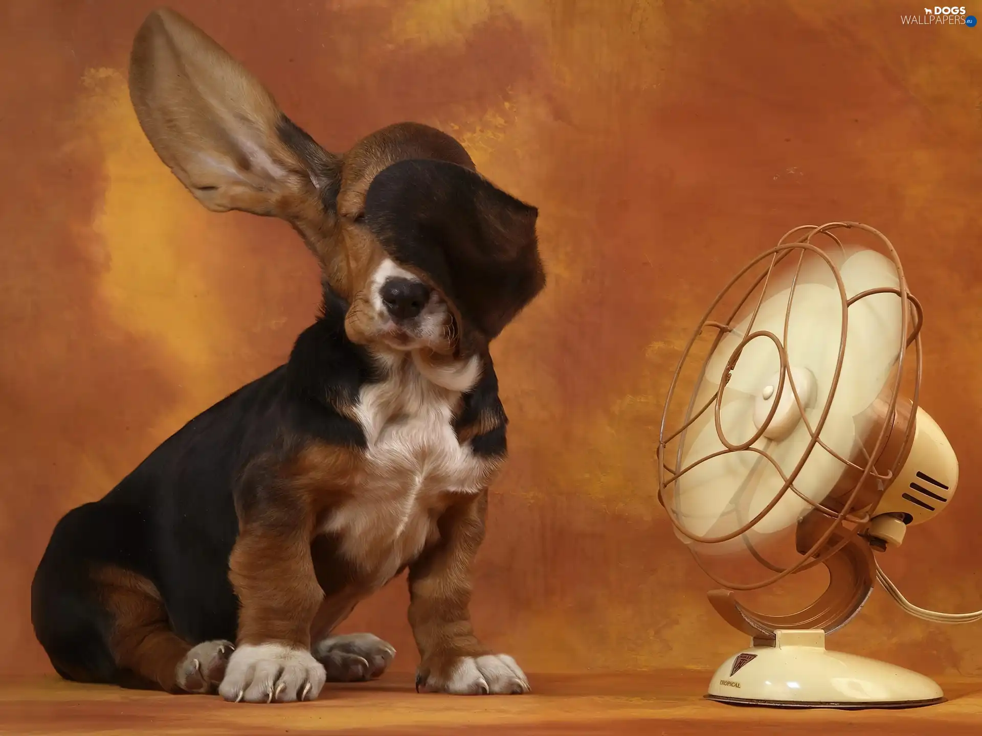 ears, Windmill, basset