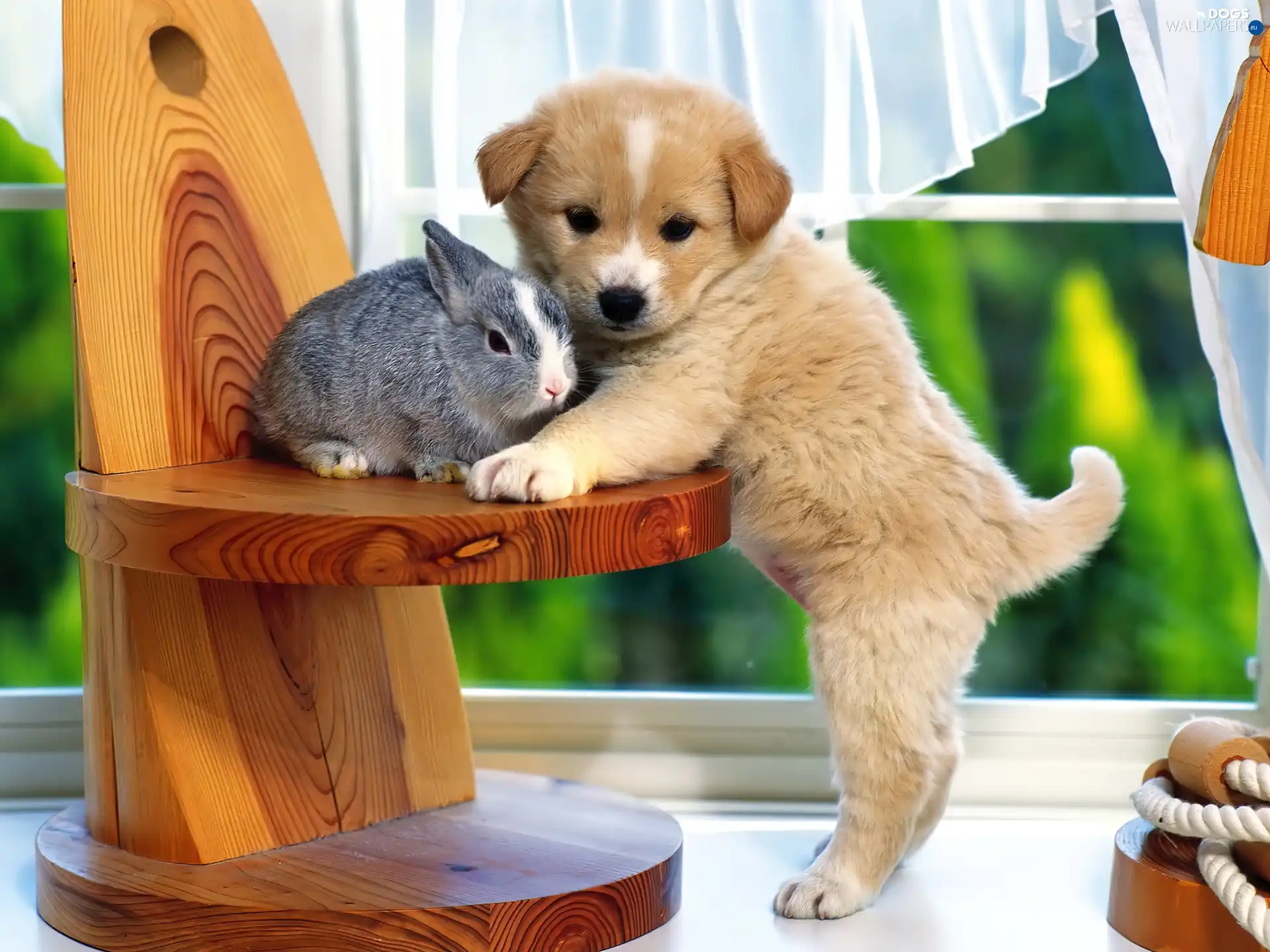 Window, shelf, dog, Rabbit
