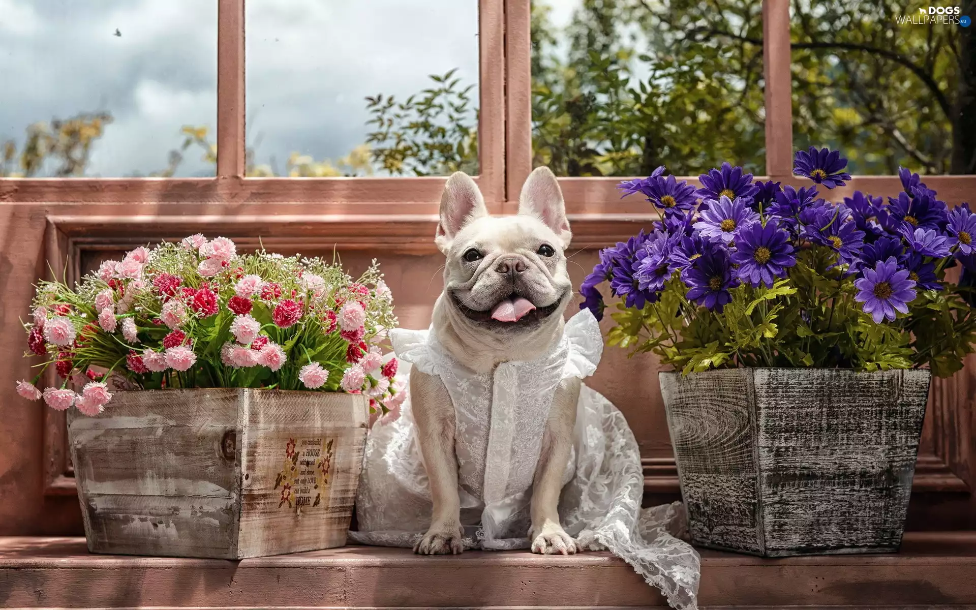 Pots, Window, dress, Flowers, bitch