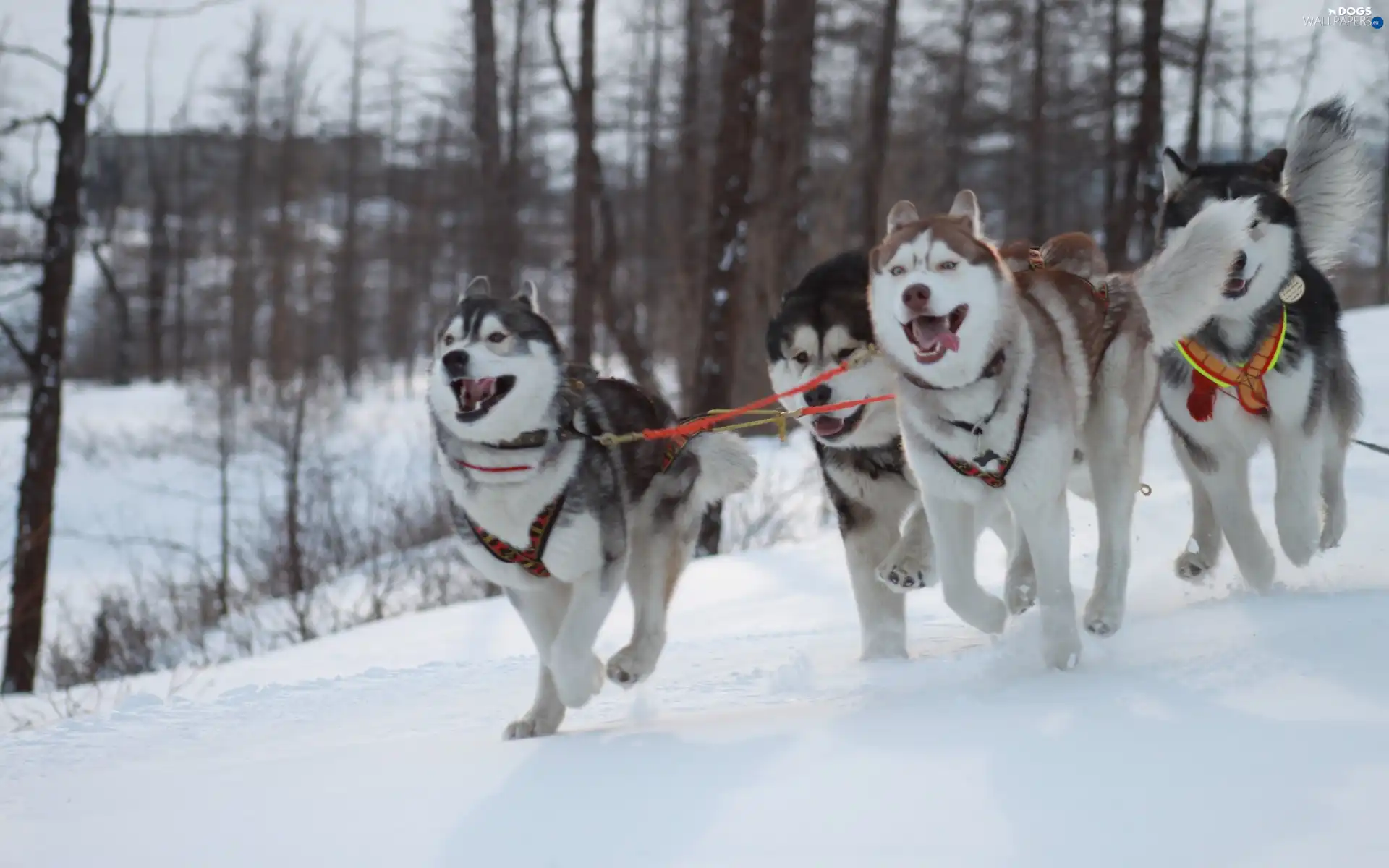 winter, forest, canine, team