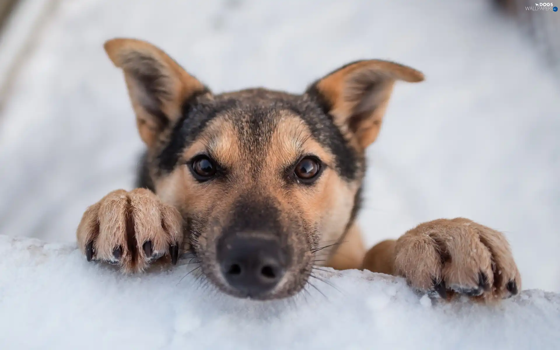 winter, snow, sheep-dog, german
