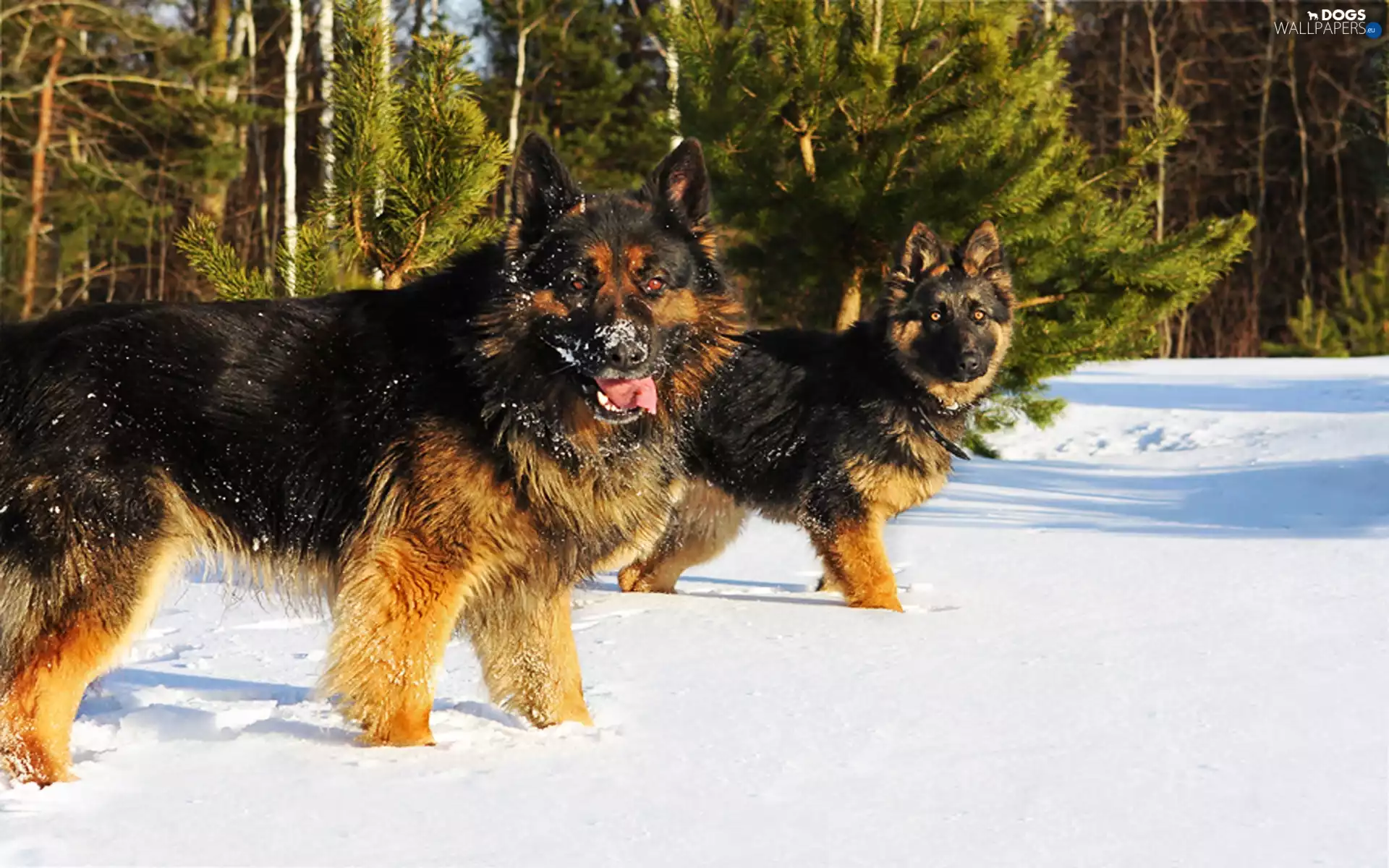 Dogs, winter, forest, German Shepherds