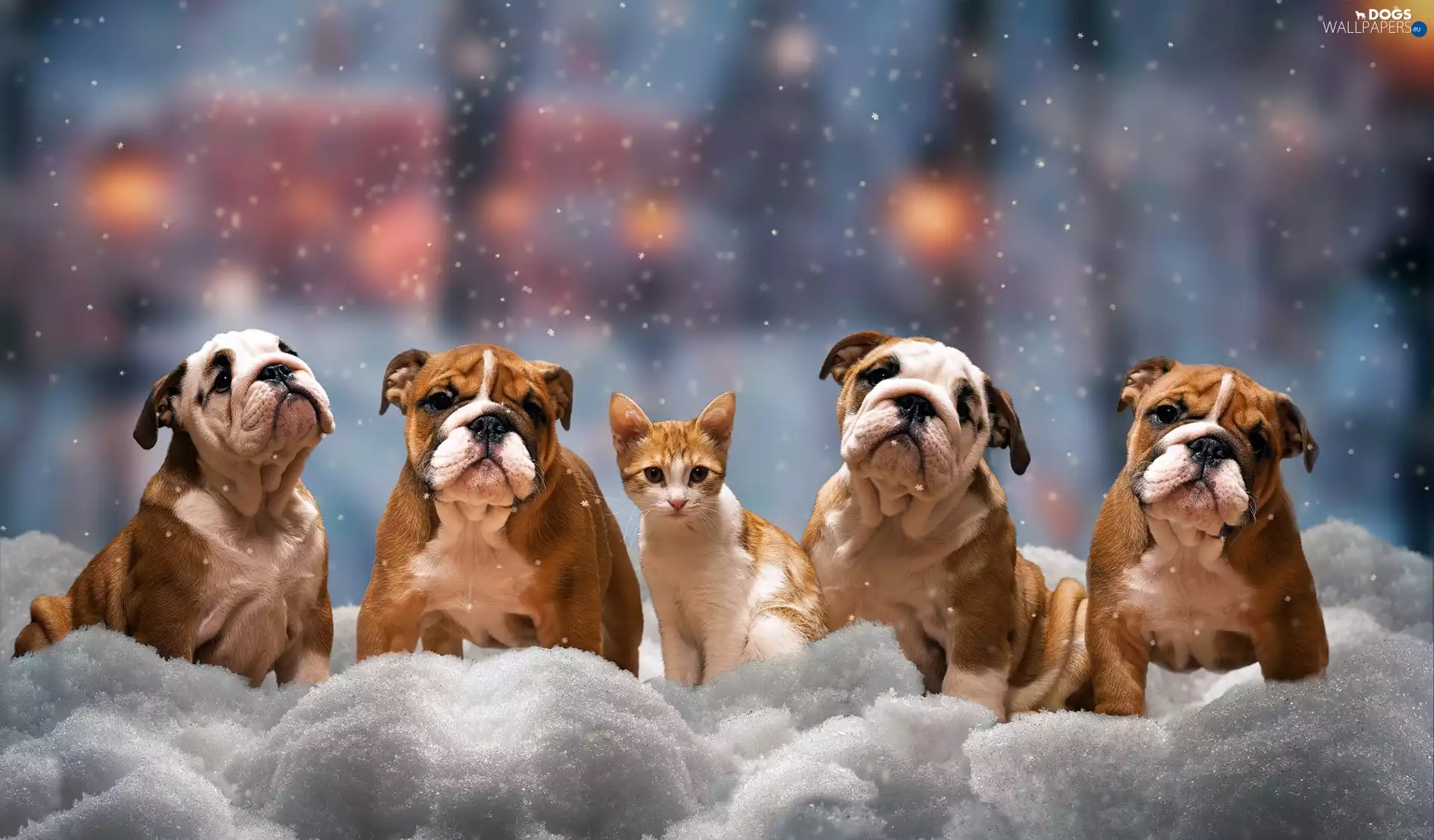 English Bulldogs, four, winter, snow, cat, Dogs