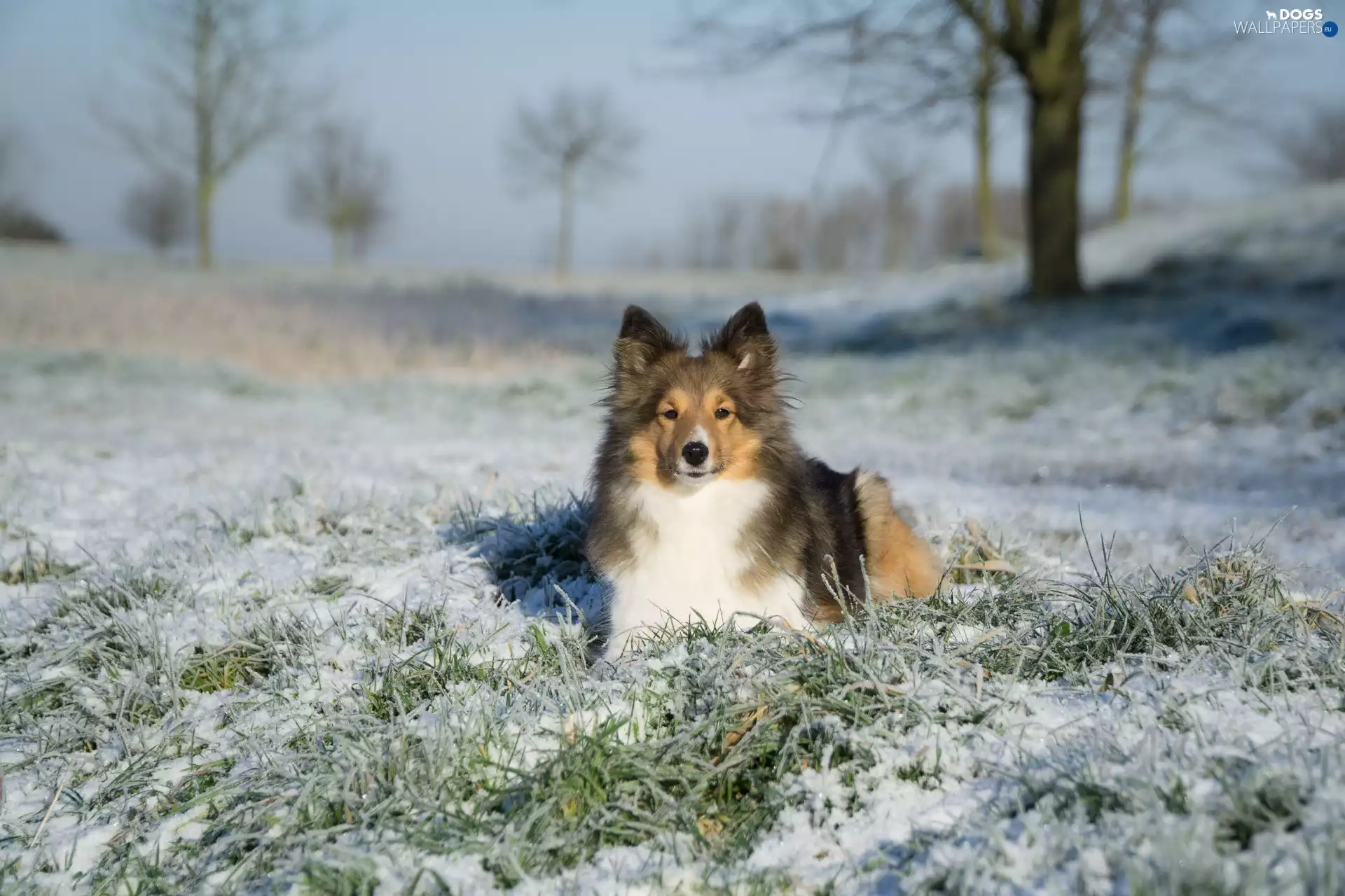 winter, dog, snow, shetland Sheepdog, lying, grass, blurry background