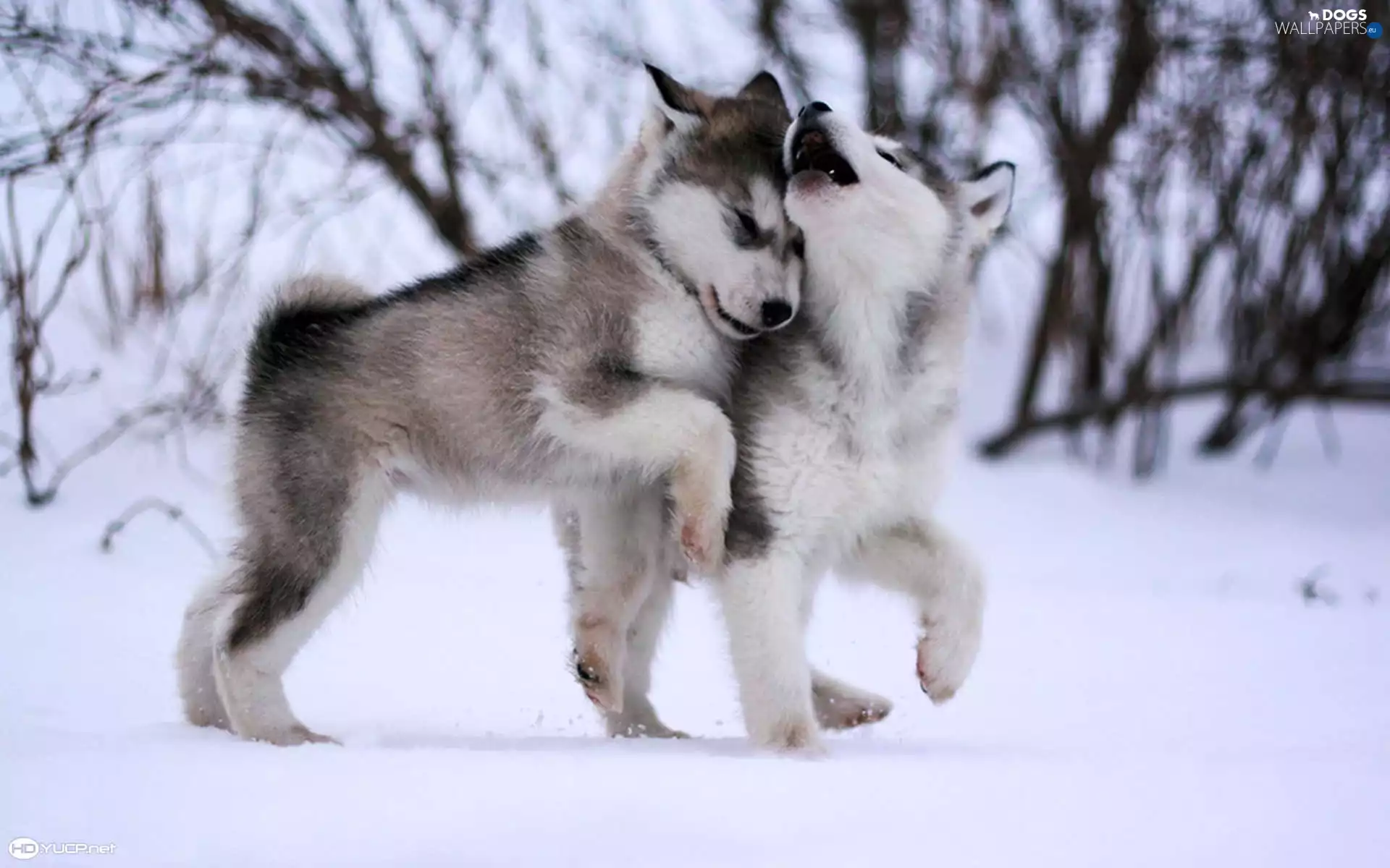 winter, Dogs, Husky