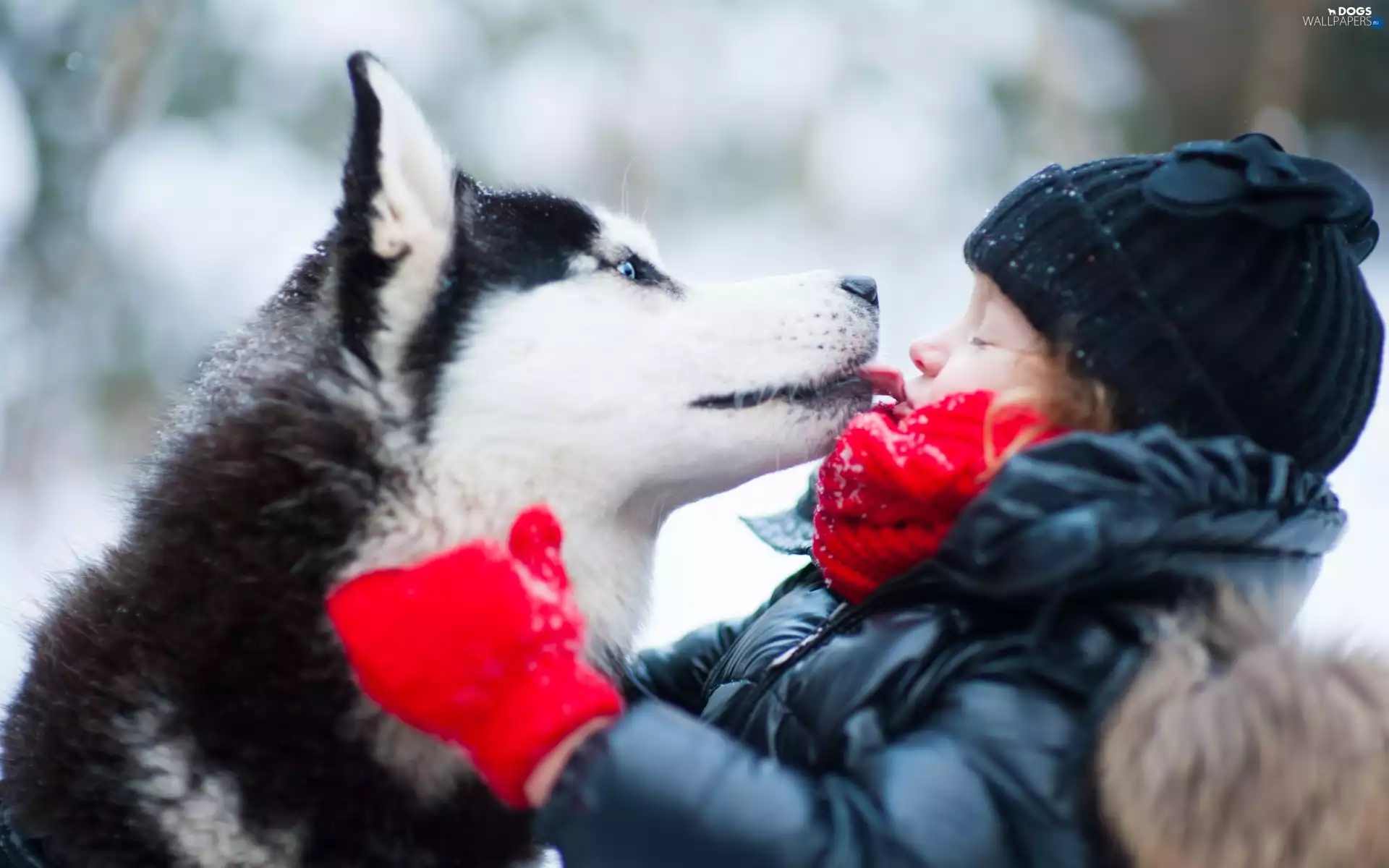 Park, winter, Husky, friendship, girl