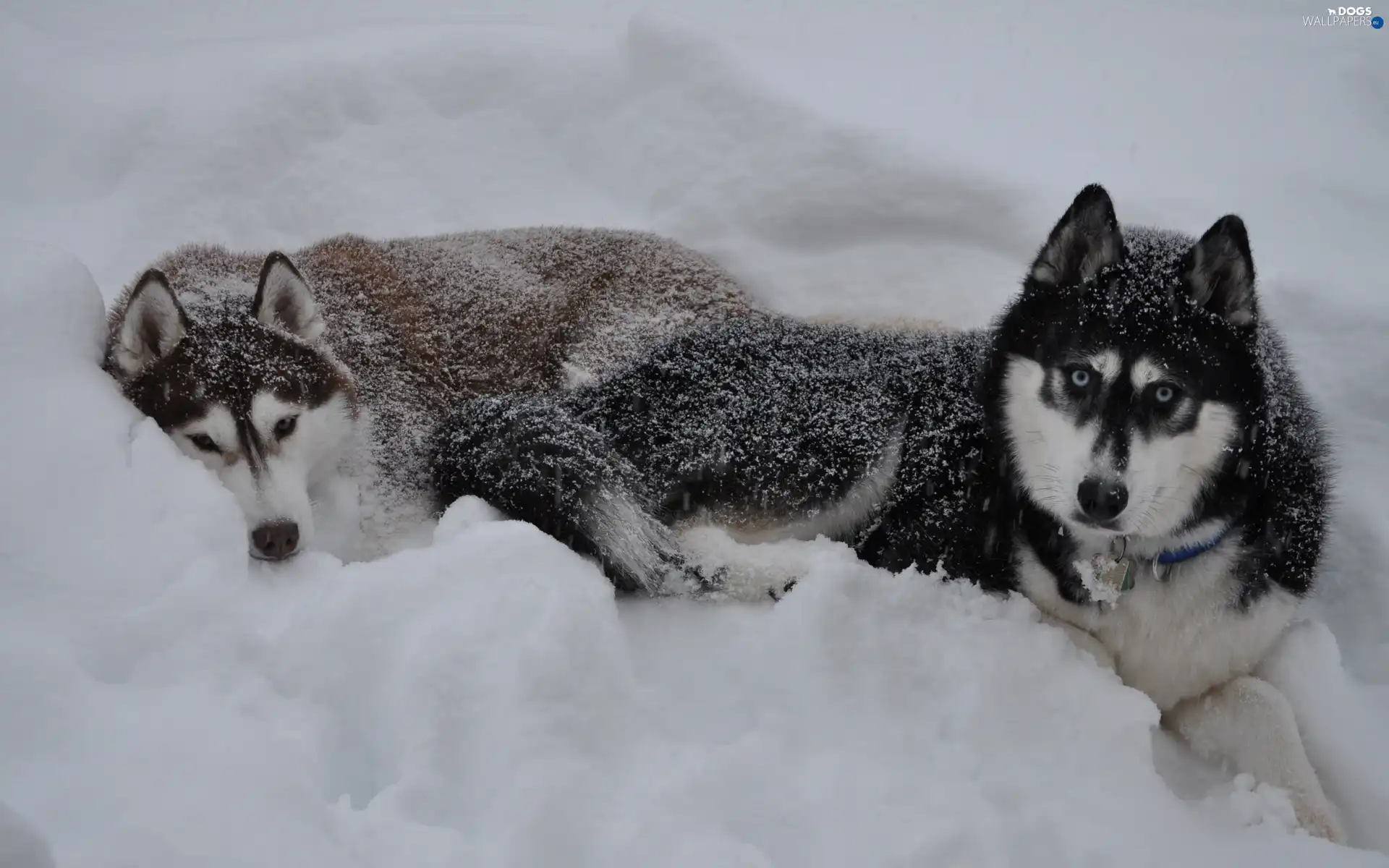 winter, snow, Siberian Husky, Dogs