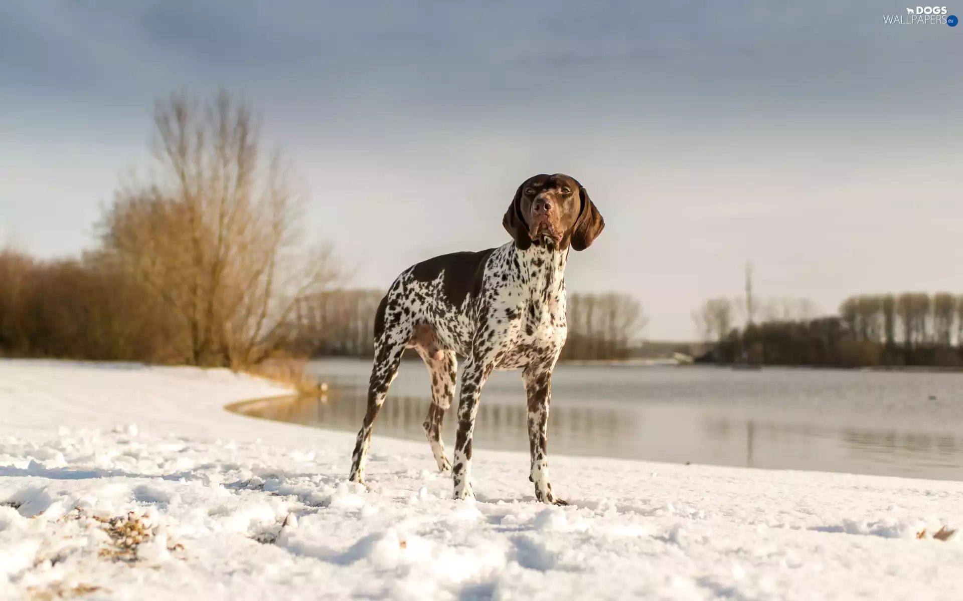 snow, lake, landscape, winter, German Shorthaired Pointer