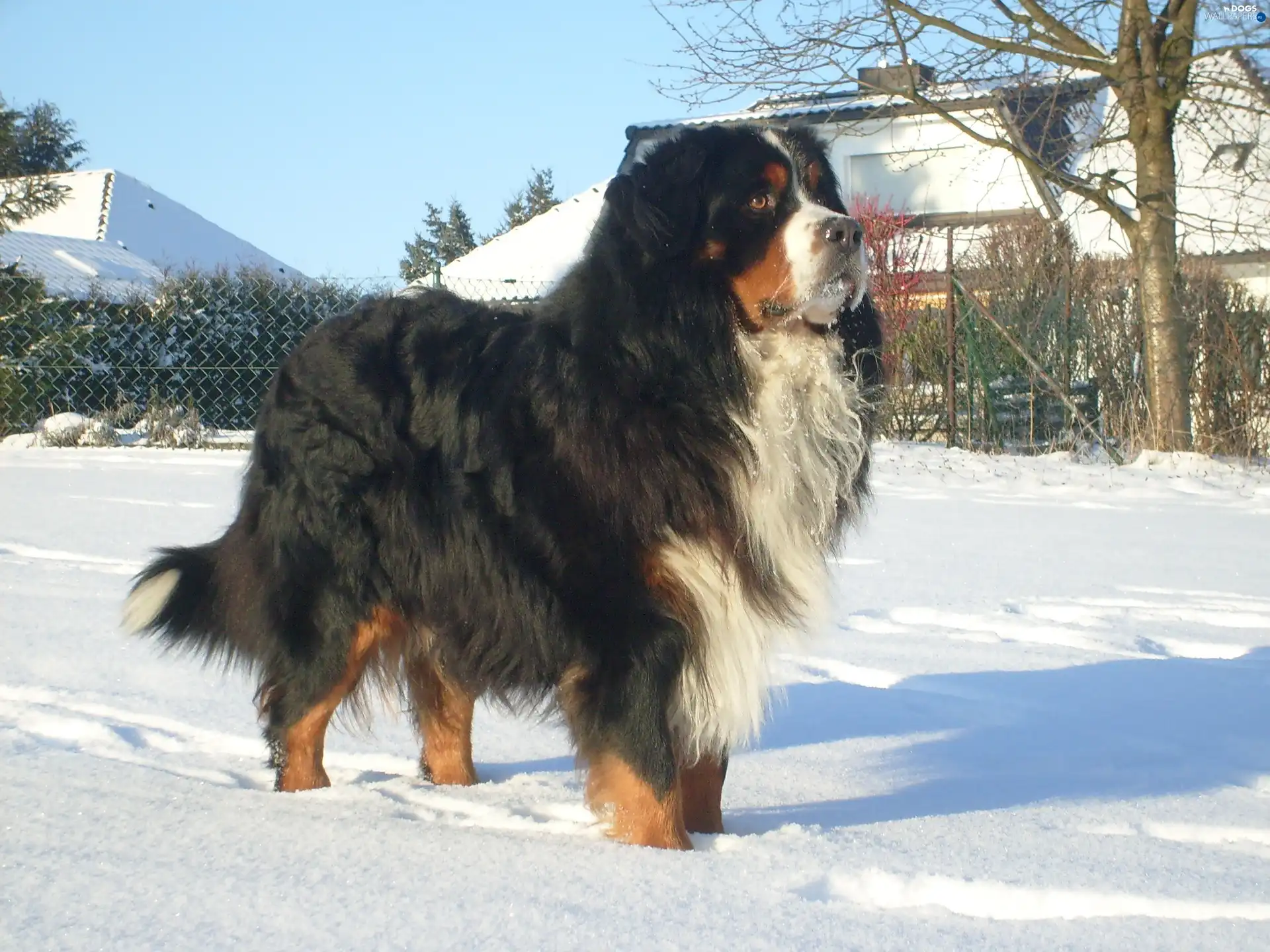 winter, Bernese Mountain Dog