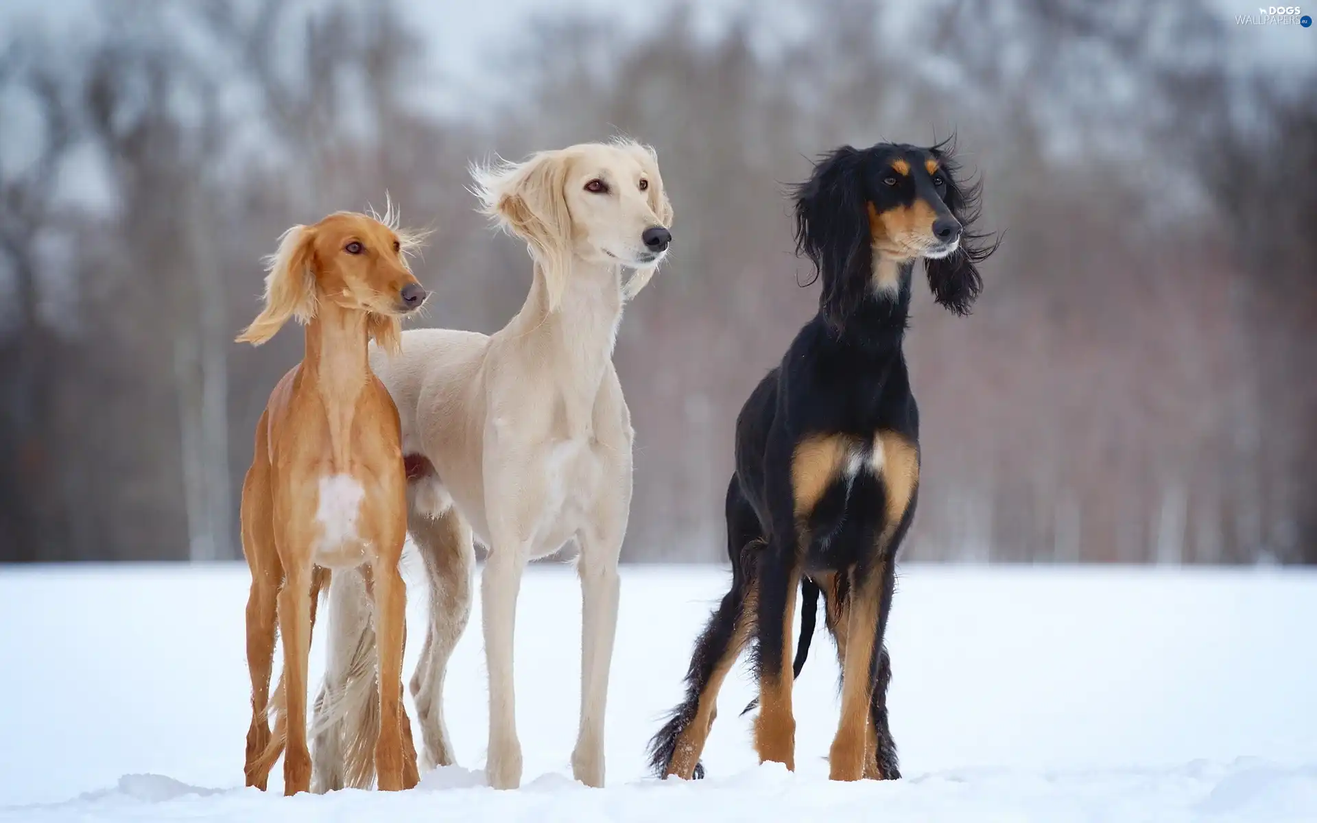 Persian, winter, Greyhound