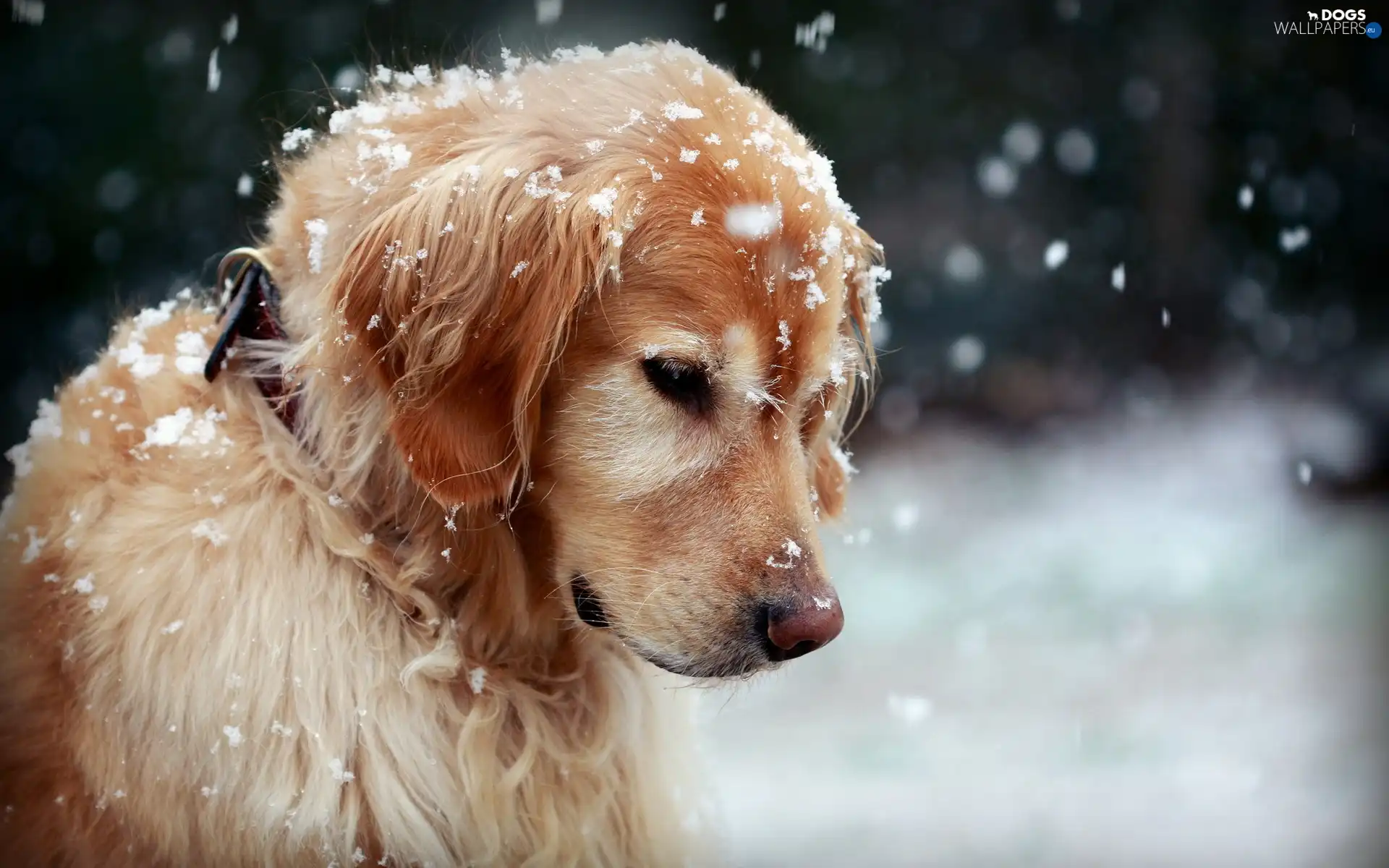 winter, snow, sad, doggy