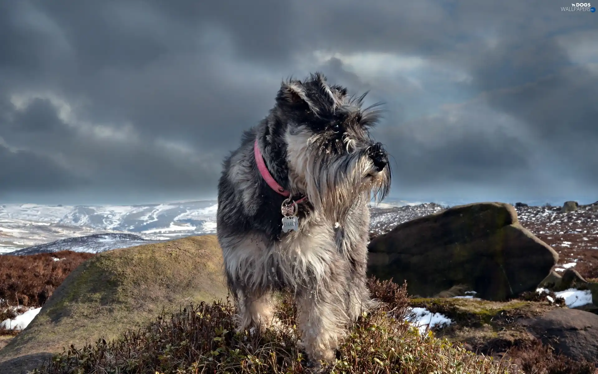 winter, Mountains, Schnauzer, rocks