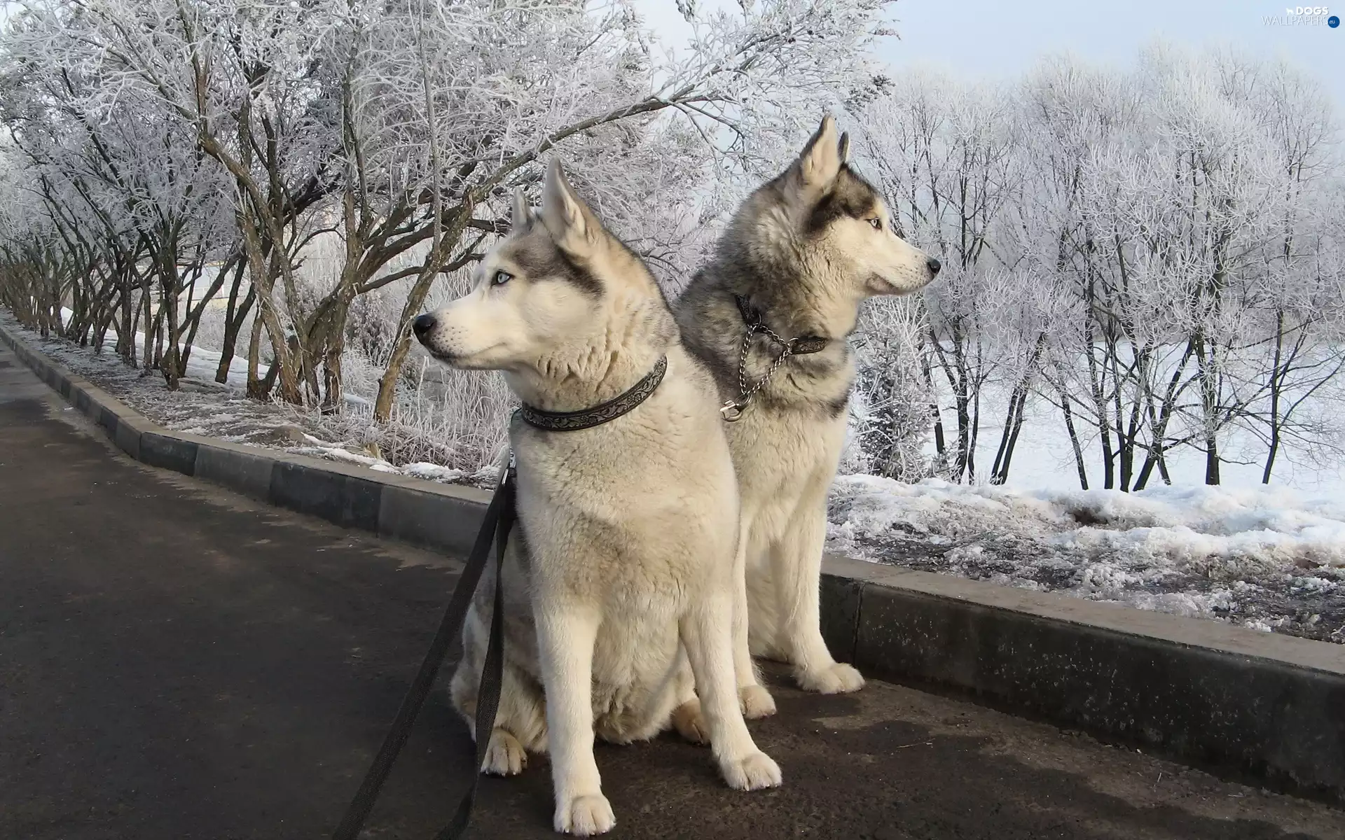 Dogs, winter, Siberian Husky, snow