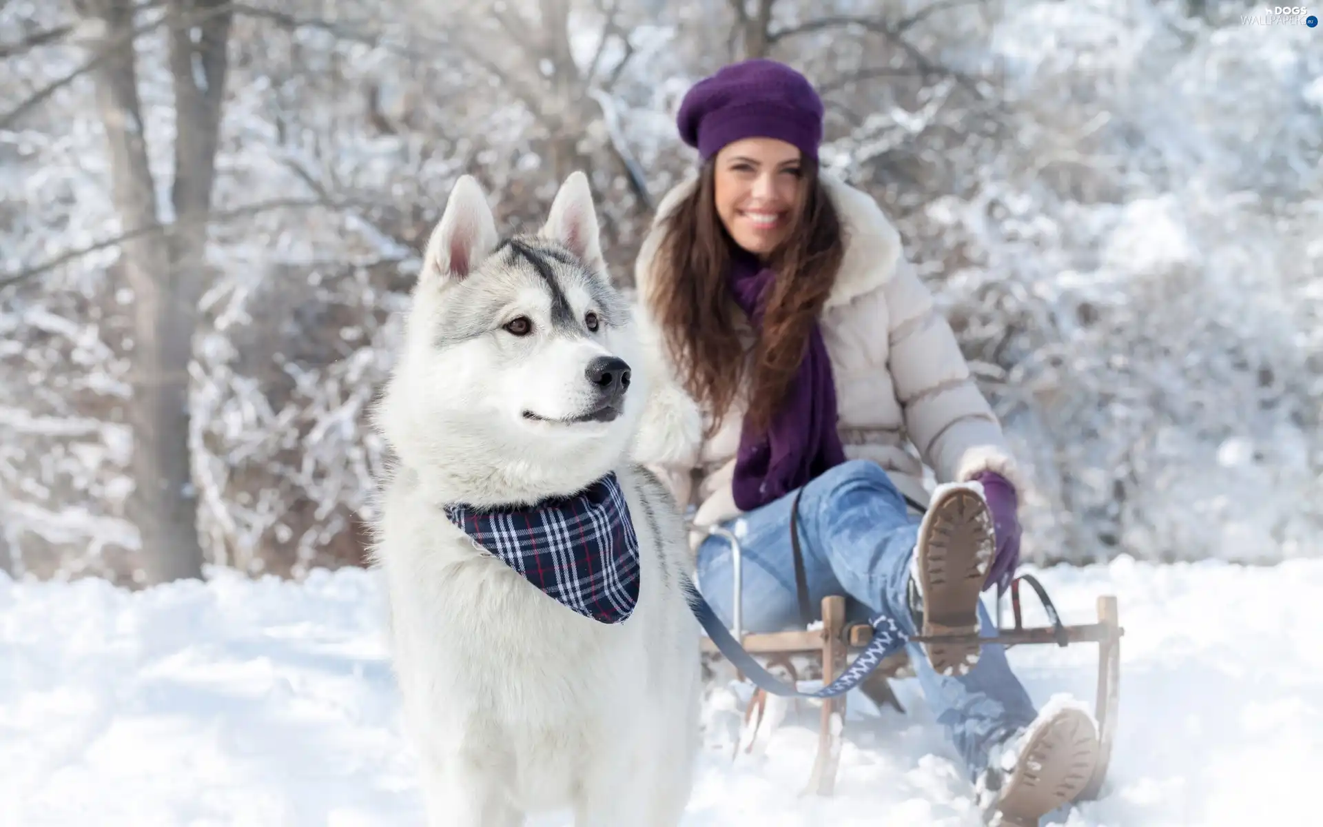 winter, Husky, girl, sledge, dog