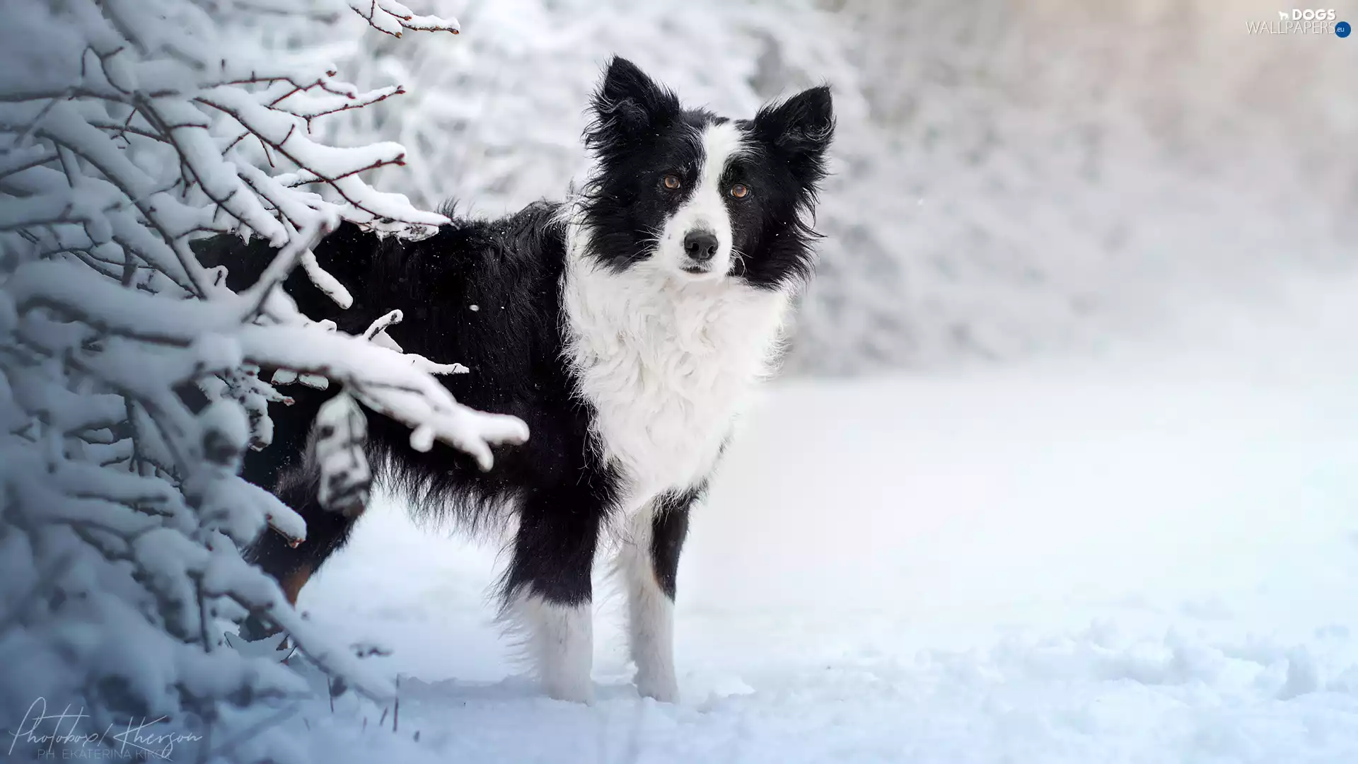 winter, Border Collie, Snowy, dog, White and Black, snow, Twigs