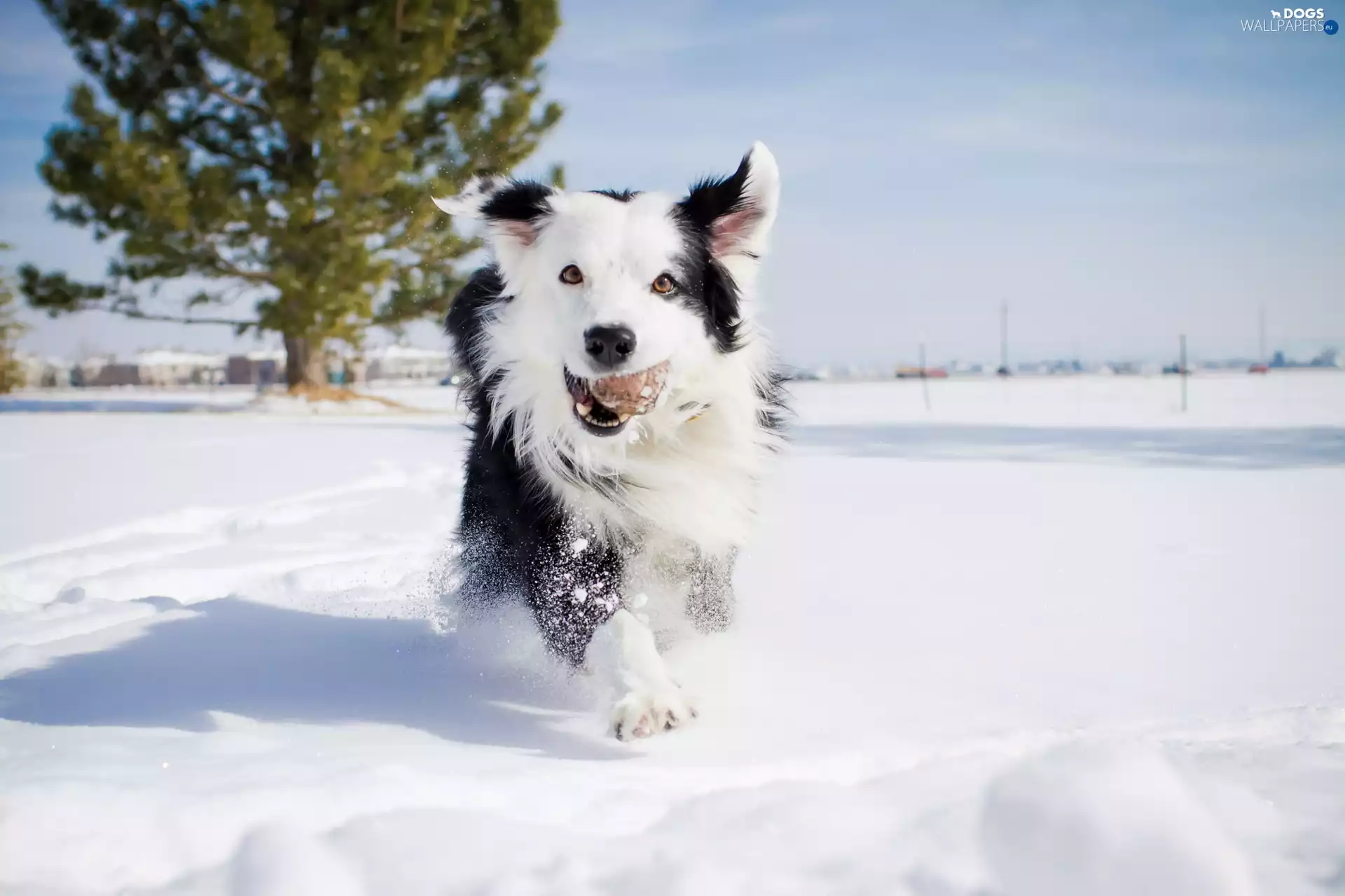 dog, winter, snow, Border Collie