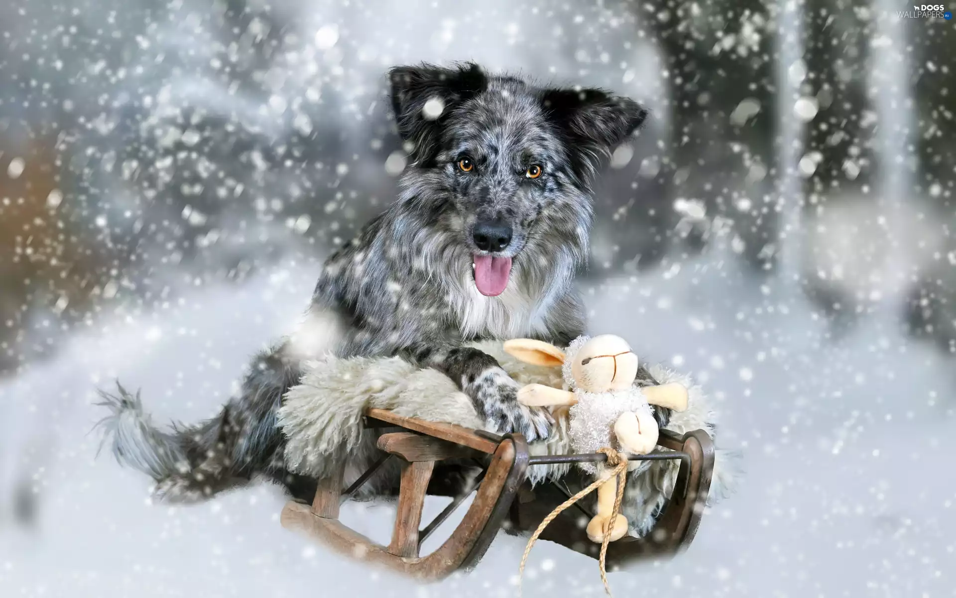 winter, Border Collie, toy, Blue merle coat, dog, snow, sledge