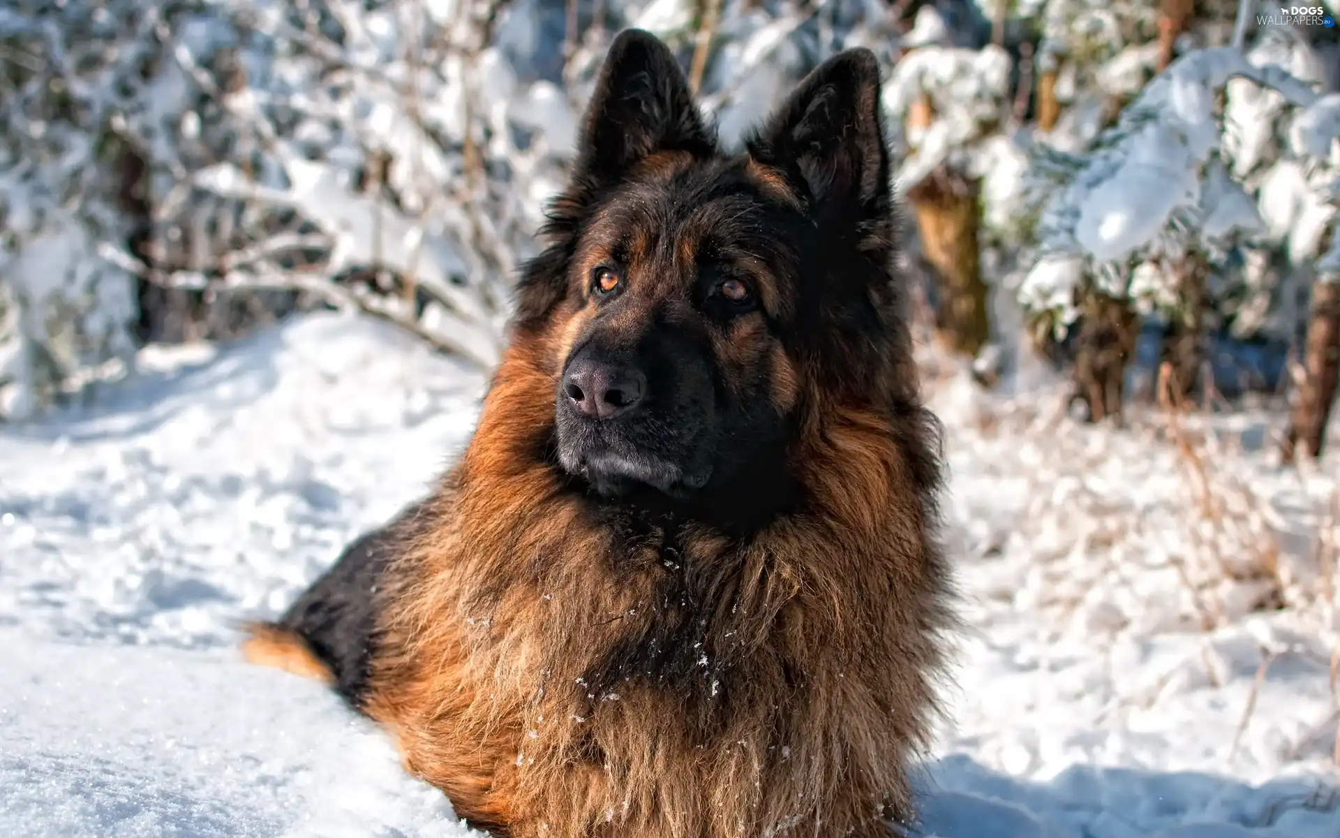 snow, winter, dog