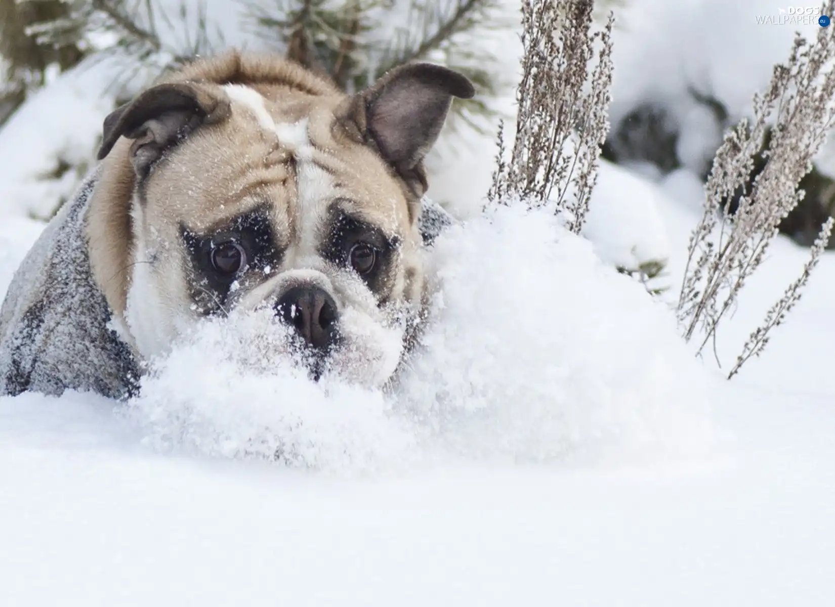 snow, winter, dog