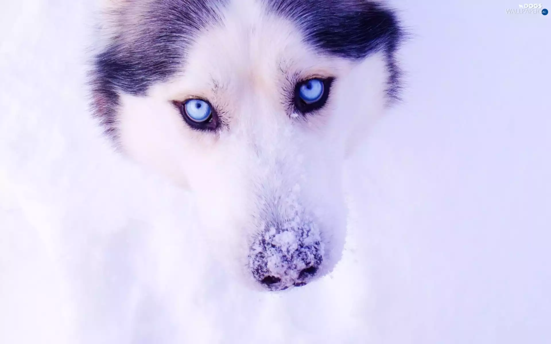 dog, winter, snow, Siberian Husky