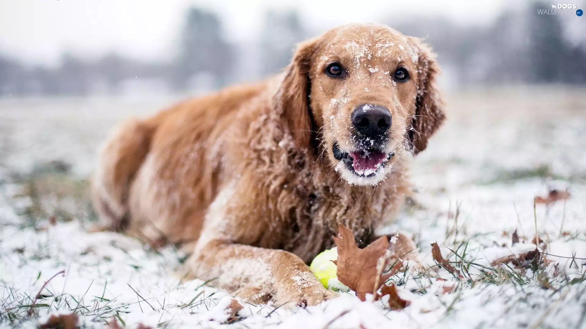 snow, Golden Retriever, winter