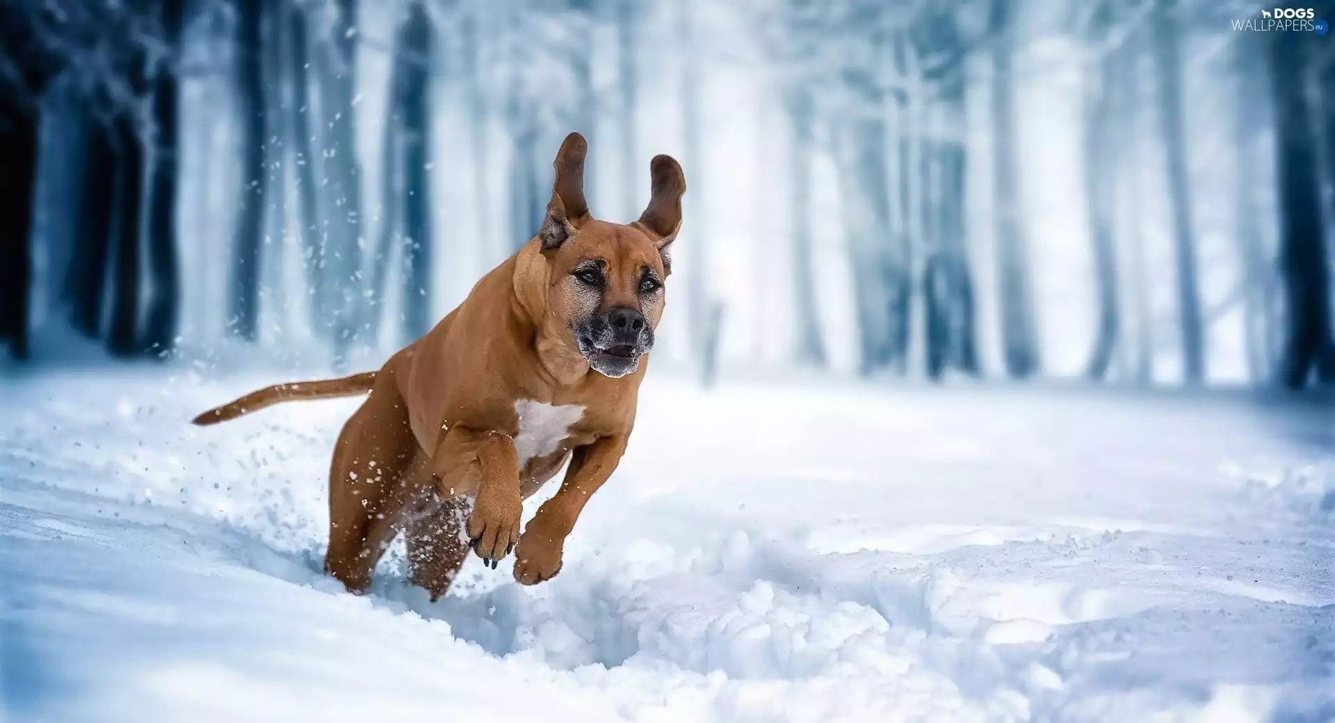 dog, winter, snow, Rhodesian ridgeback