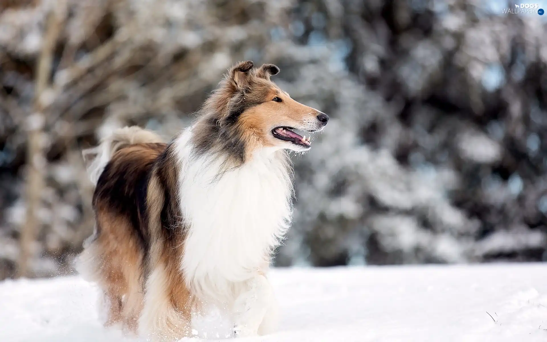 winter, Longhaired, sheep-dog, snow, Scotch