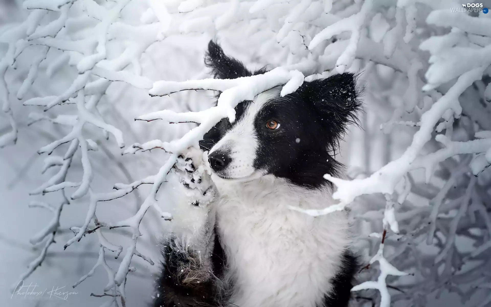 Snowy, dog, viewes, winter, trees, Border Collie