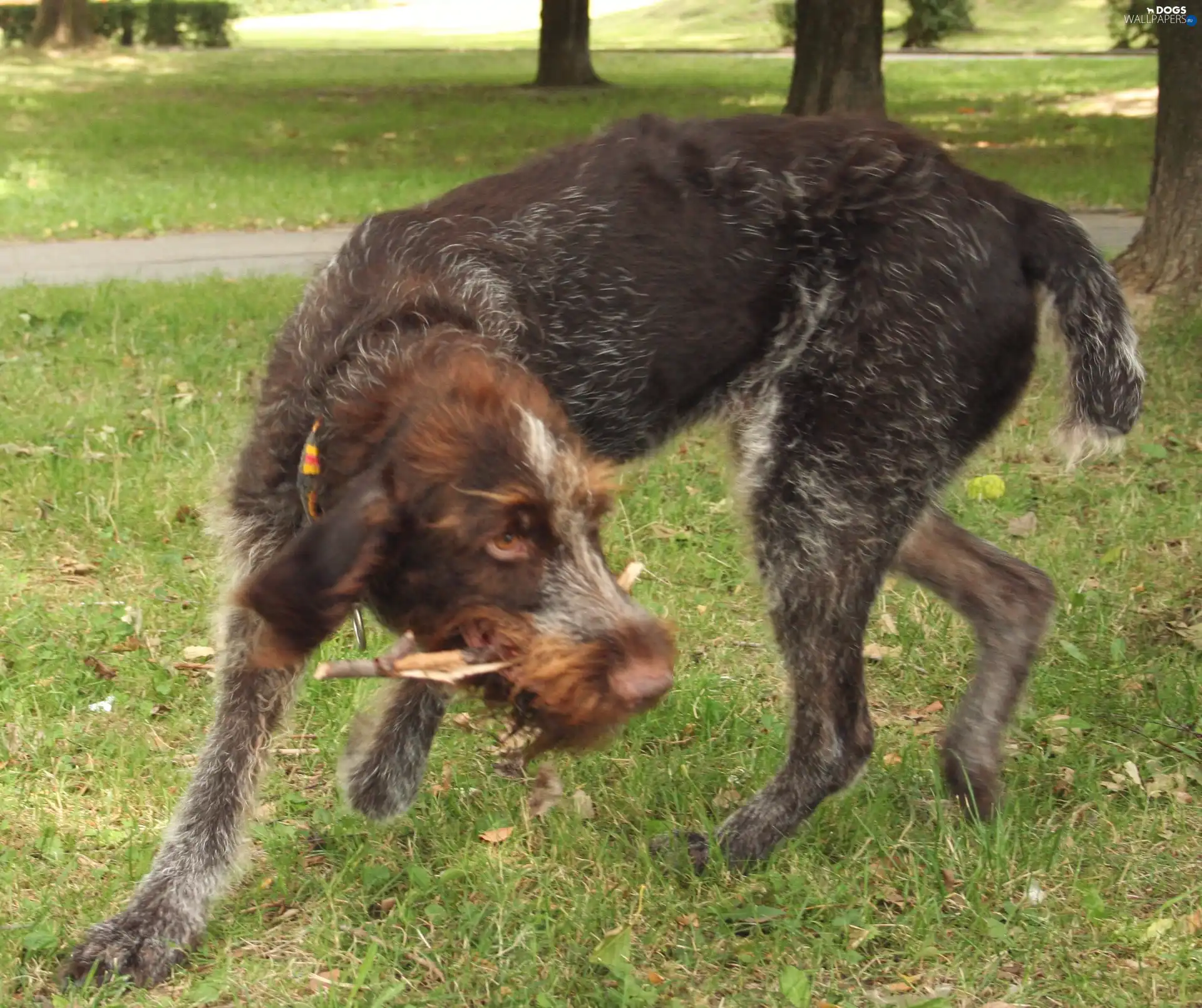 German Wirehaired Pointer