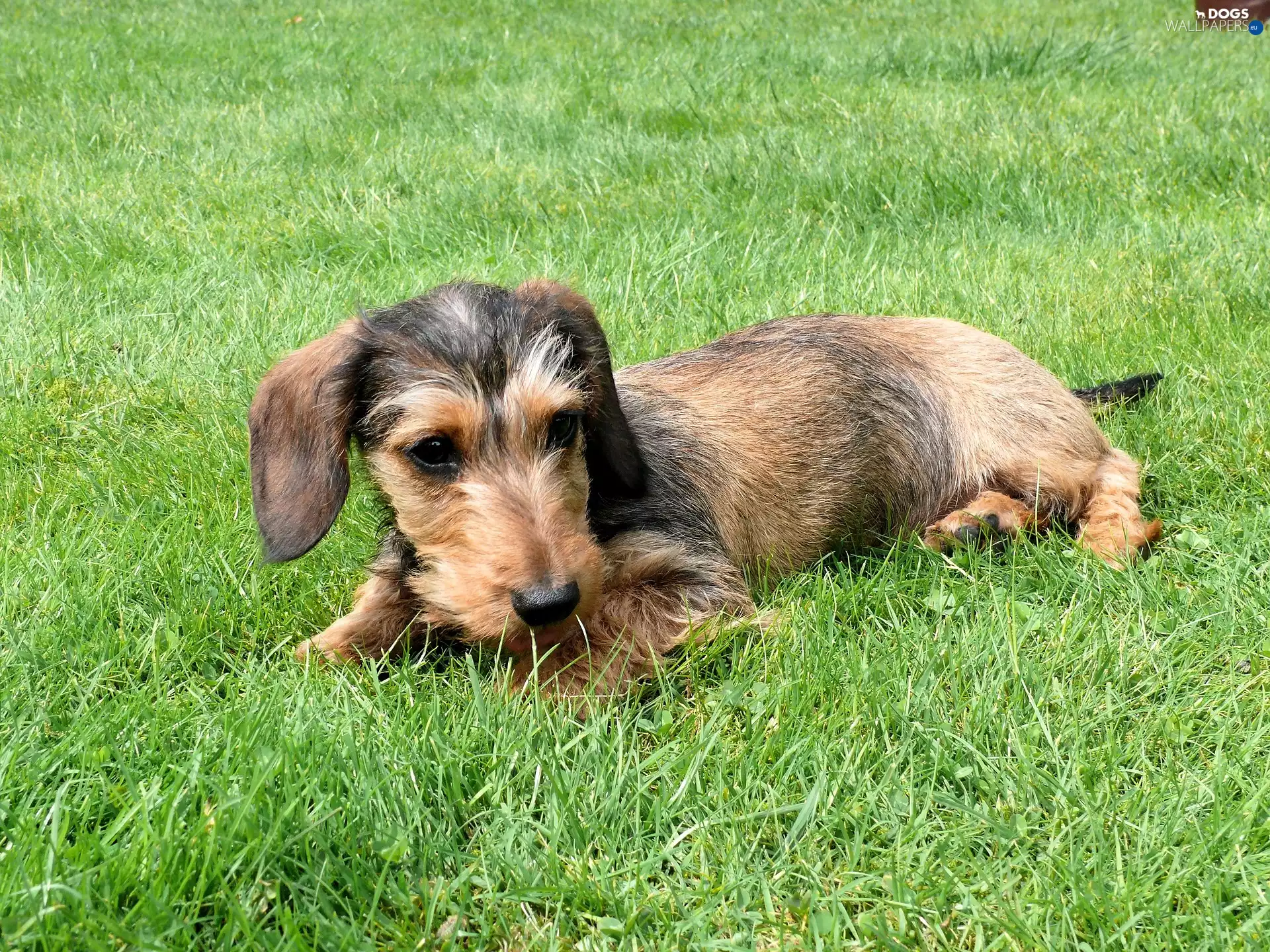 Wirehaired Dachshund, grass