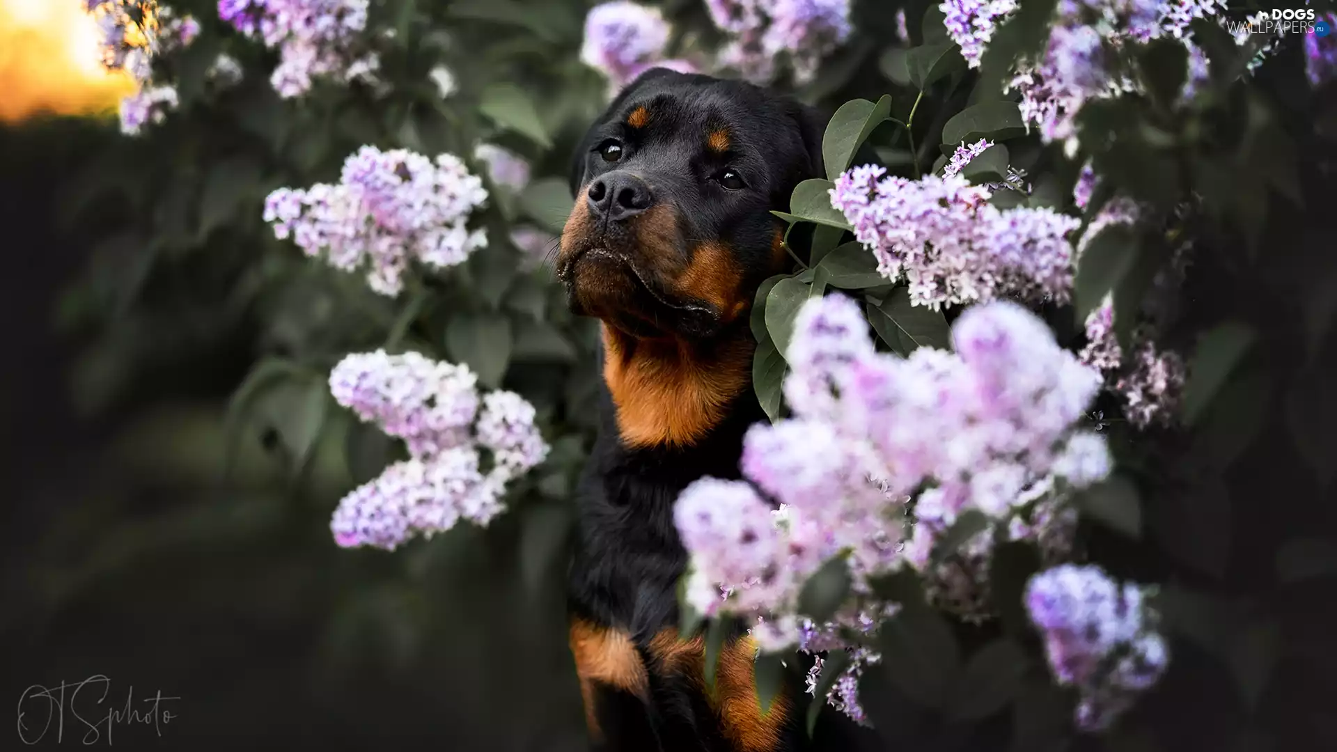 without, dog, Rottweiler