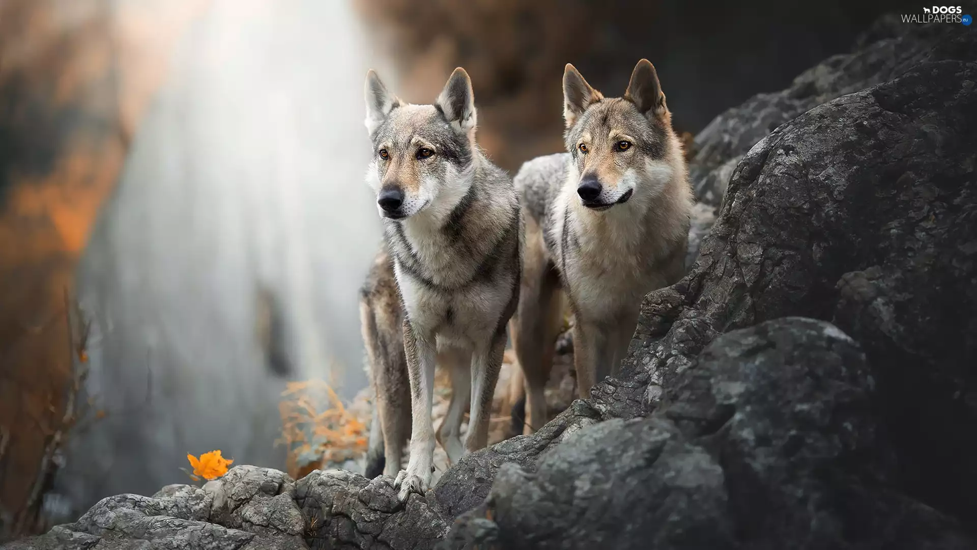 Two cars, Czechoslovakian Wolfdog, Rocks, Dogs