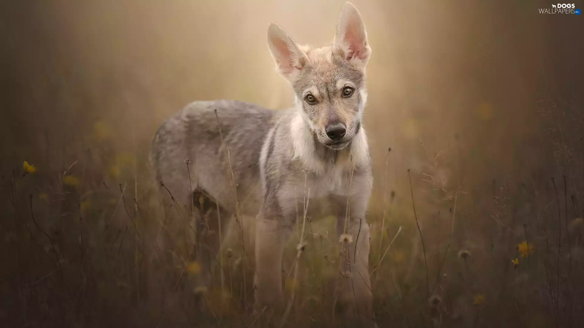 Meadow, Puppy, Czechoslovakian Wolfdog