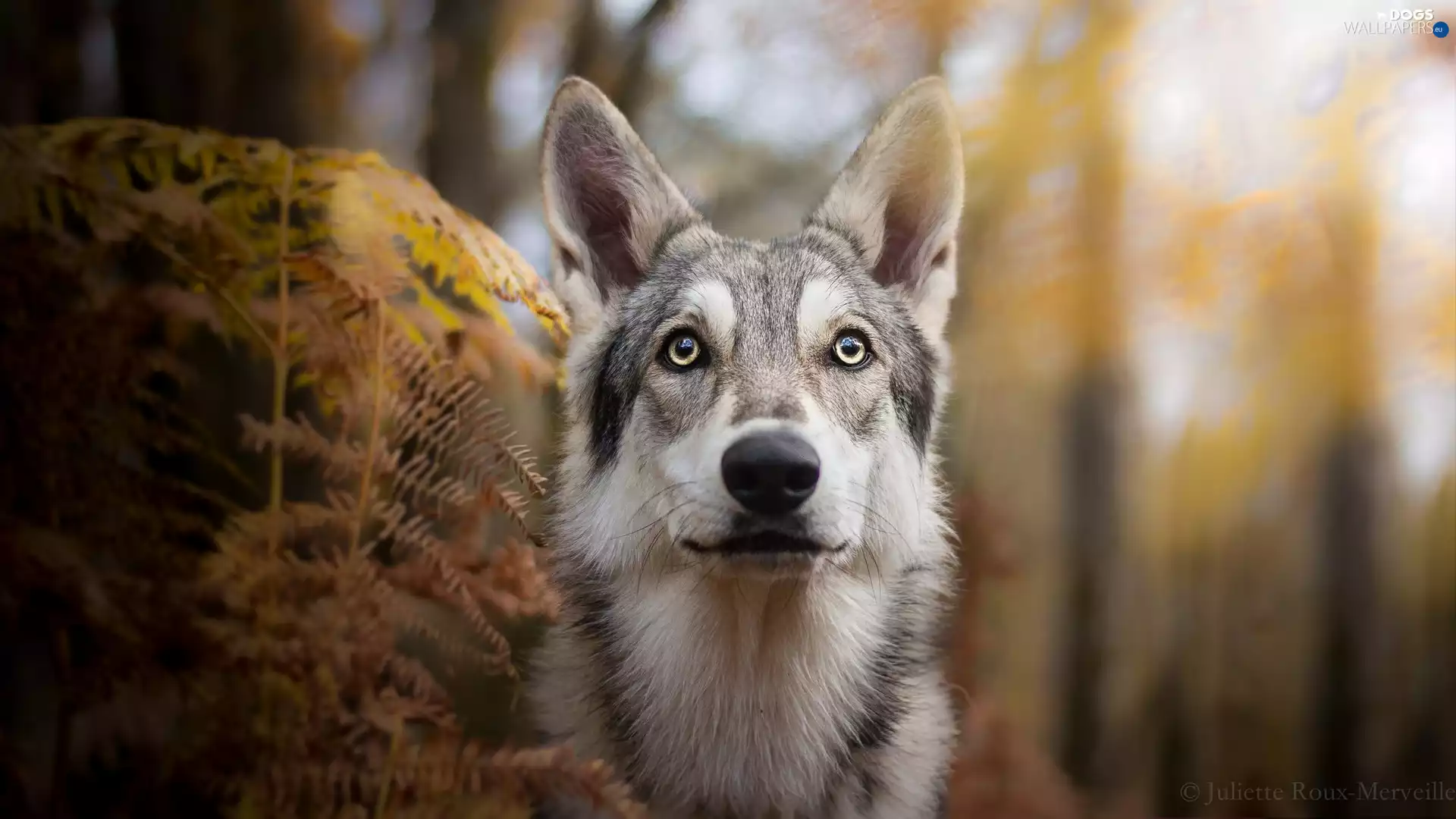 Plants, dog, Czechoslovakian Wolfdog