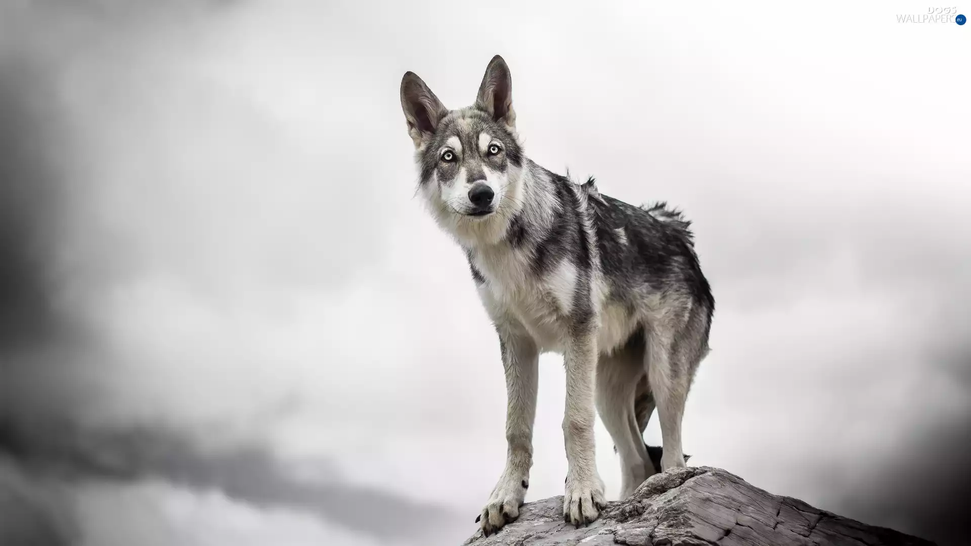 Rocks, dog, Czechoslovakian Wolfdog