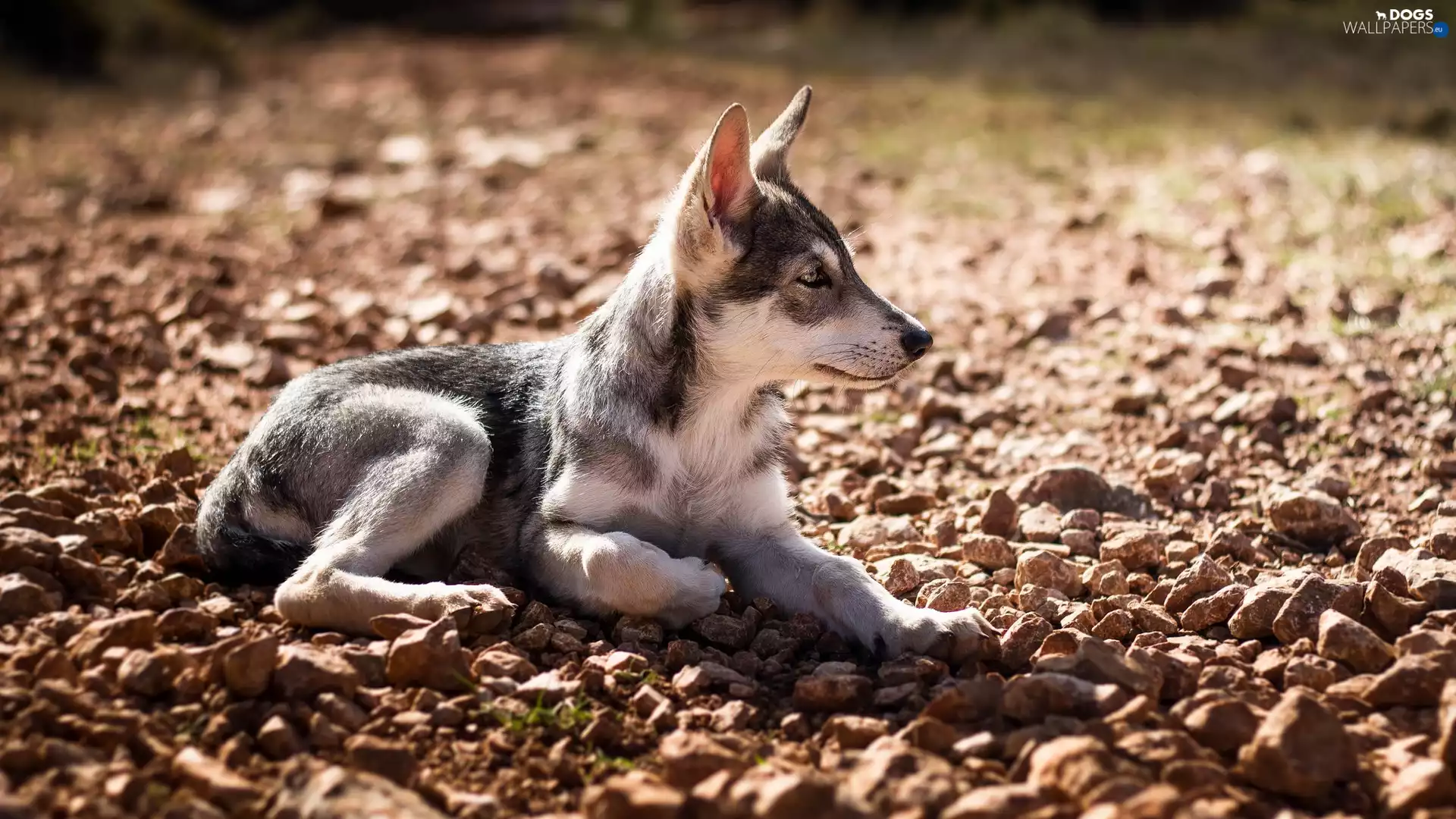 Stones, Puppy, Czechoslovakian Wolfdog