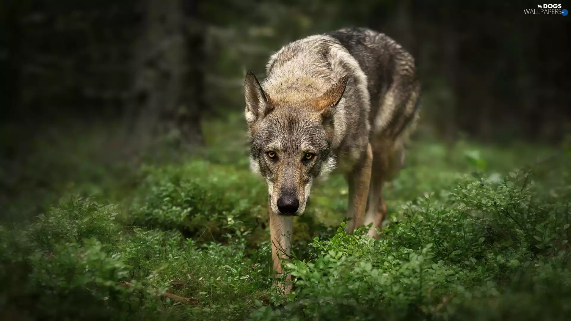 VEGETATION, dog, Czechoslovakian Wolfdog