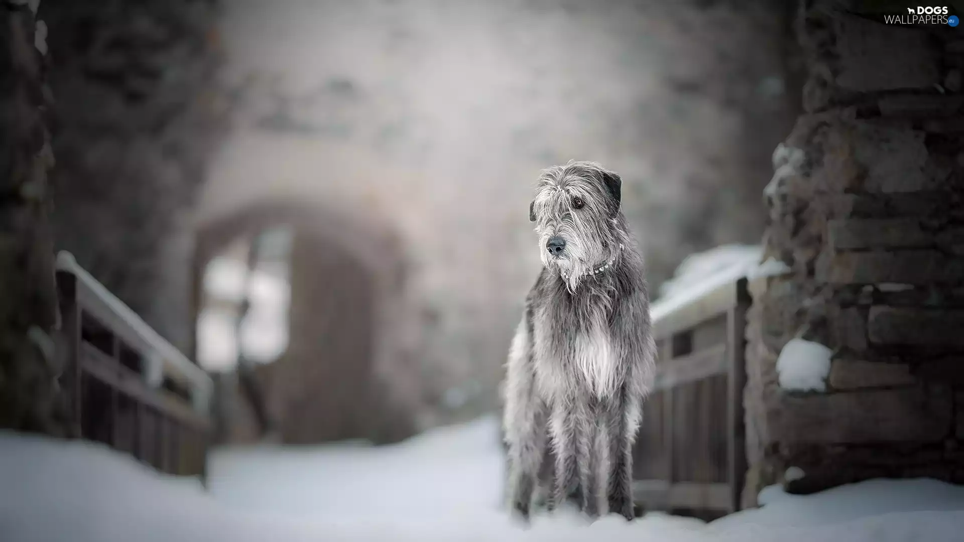 fuzzy, background, Irish Wolfhound, snow, dog