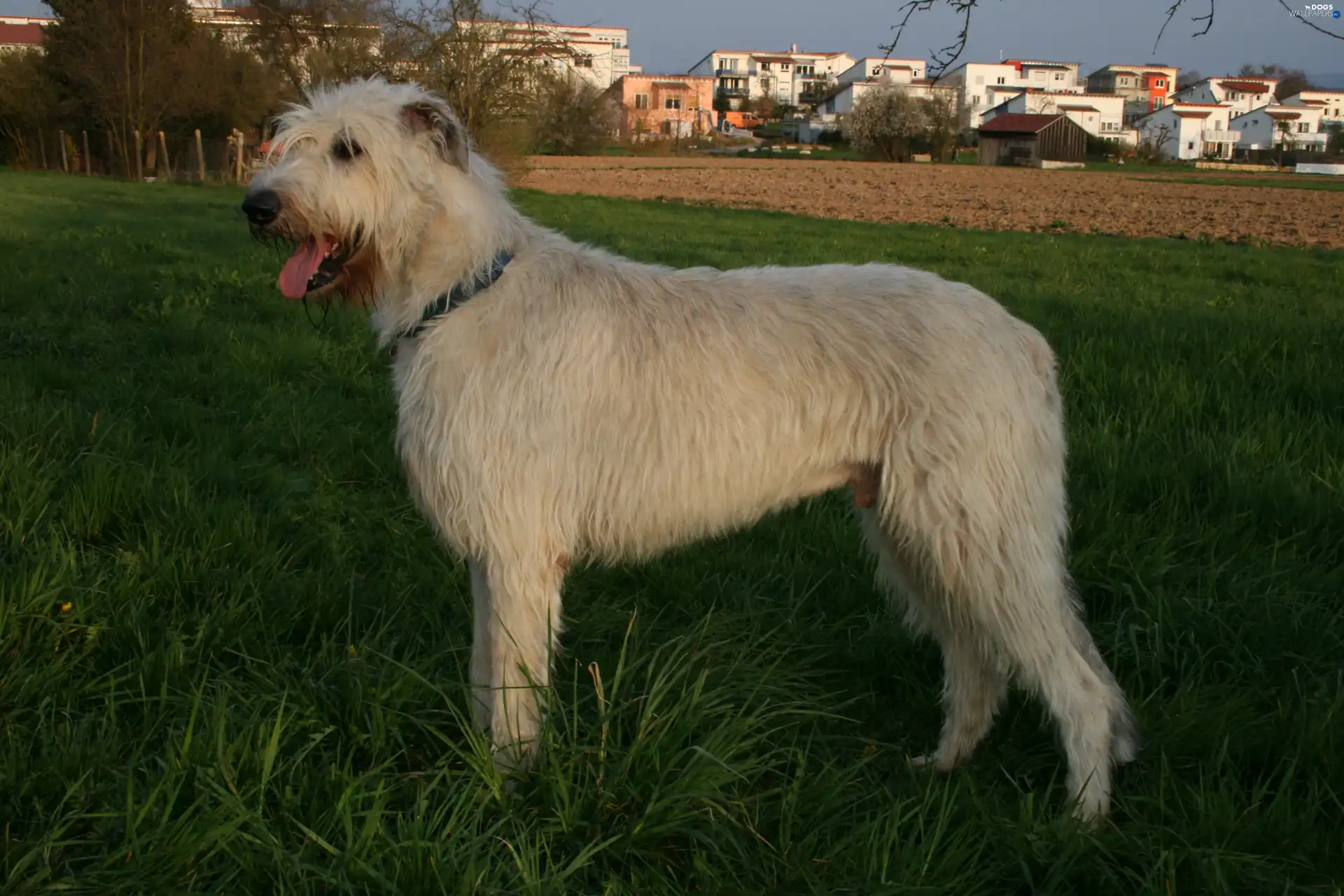 Irish Wolfhound, White
