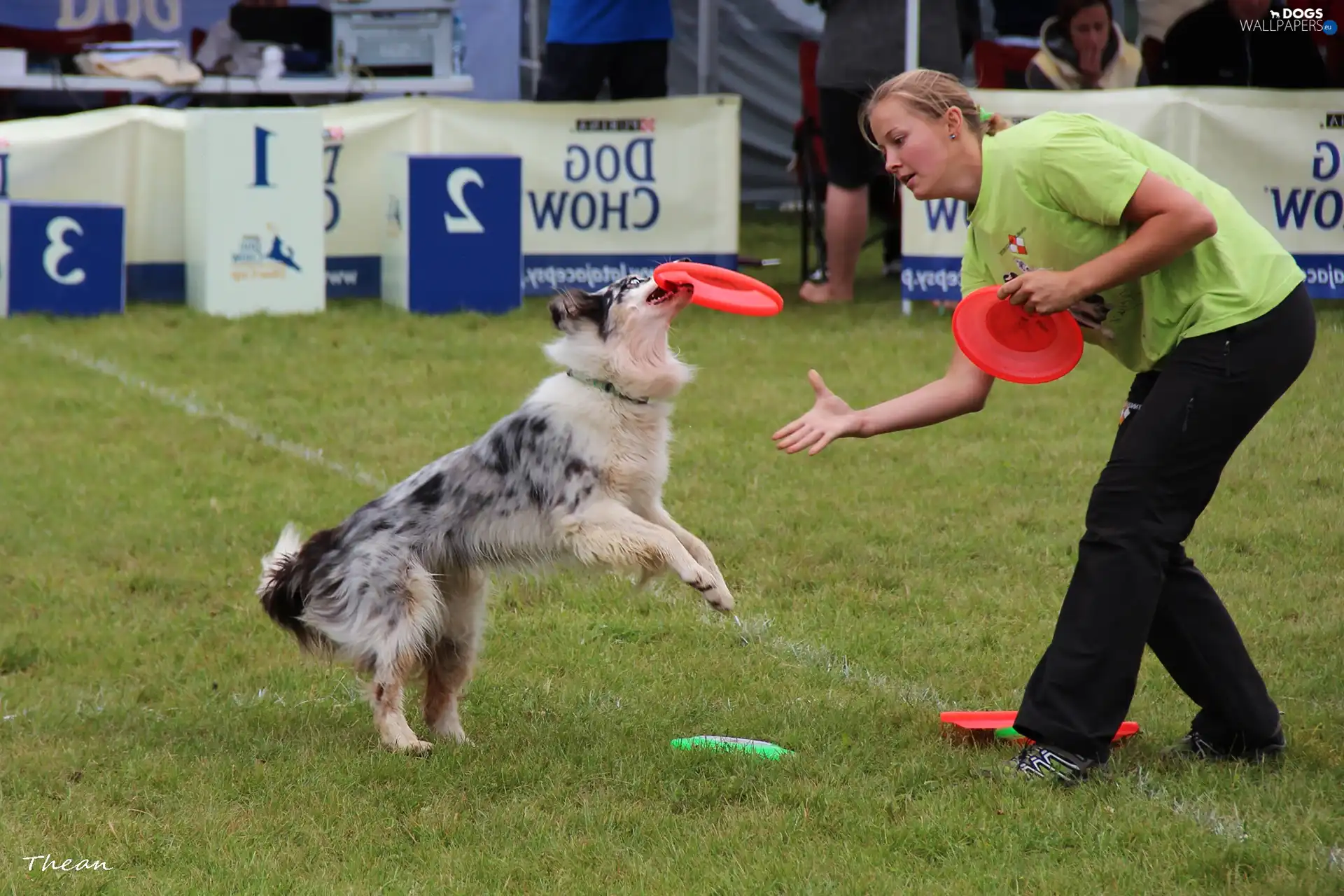 Women, Frisbee, dog, Border Collie