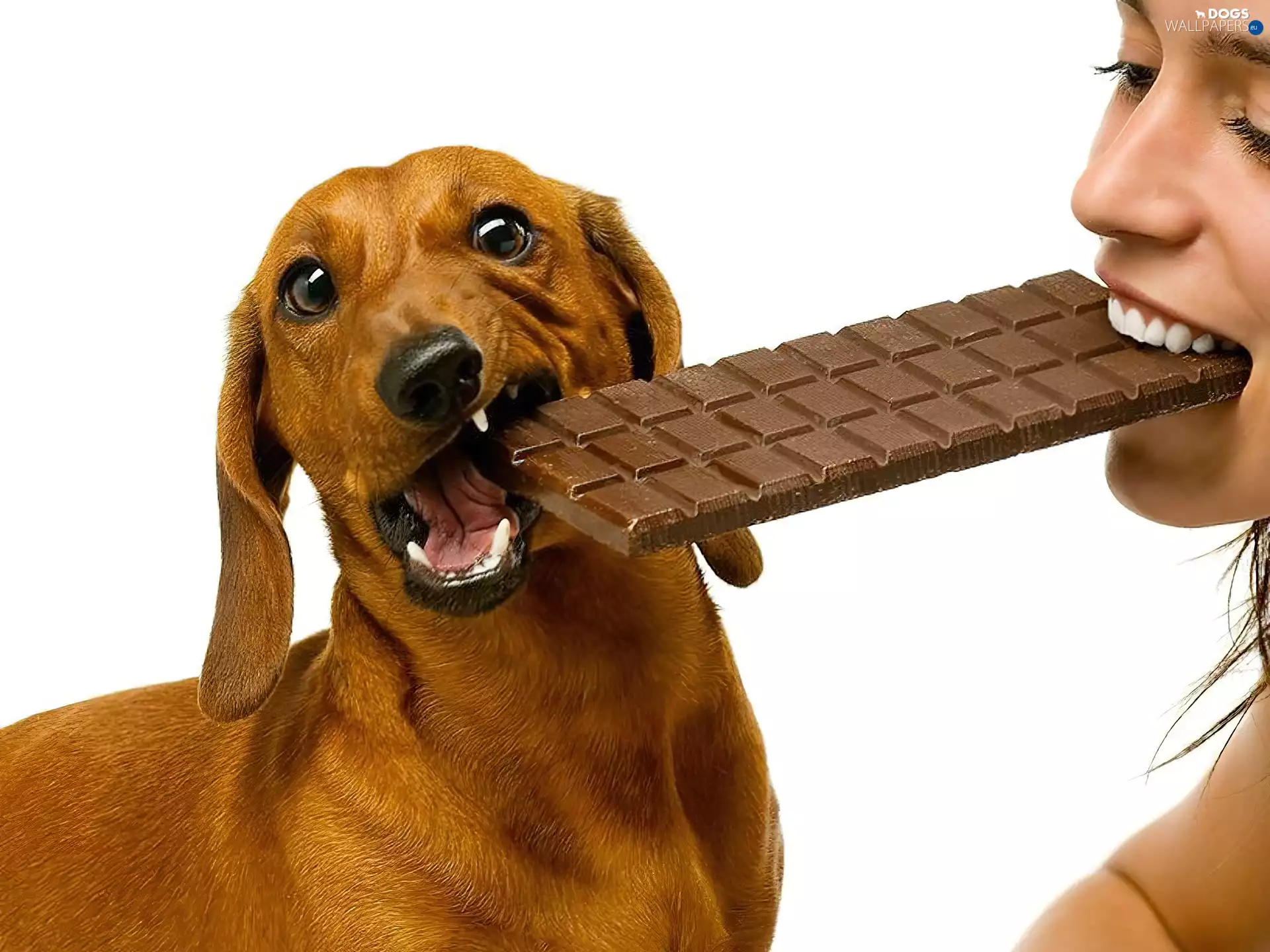 dog, Women, Dachshund Shorthair, chocolate