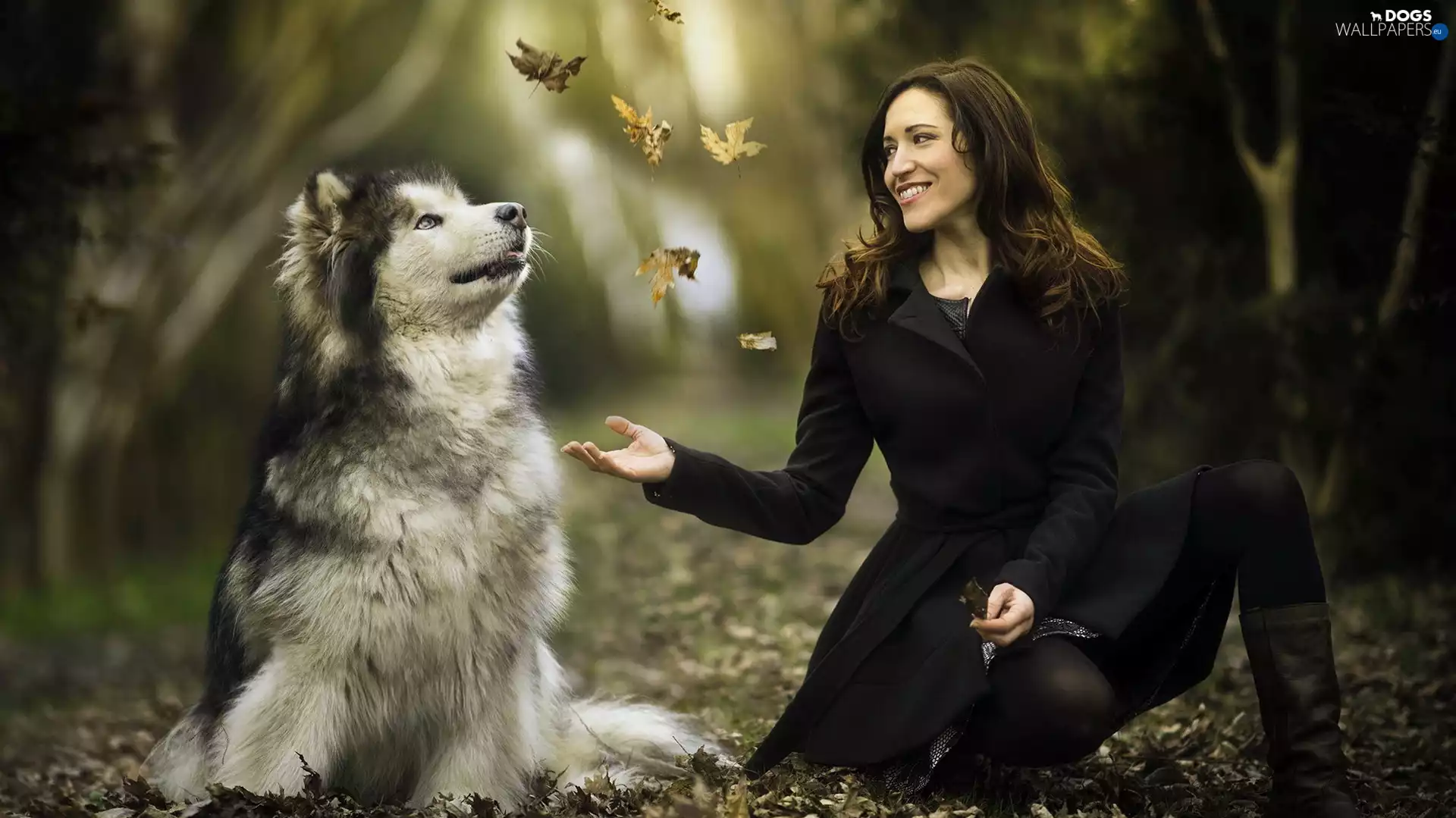 dog, Women, Leaf, Alaskan Malamute