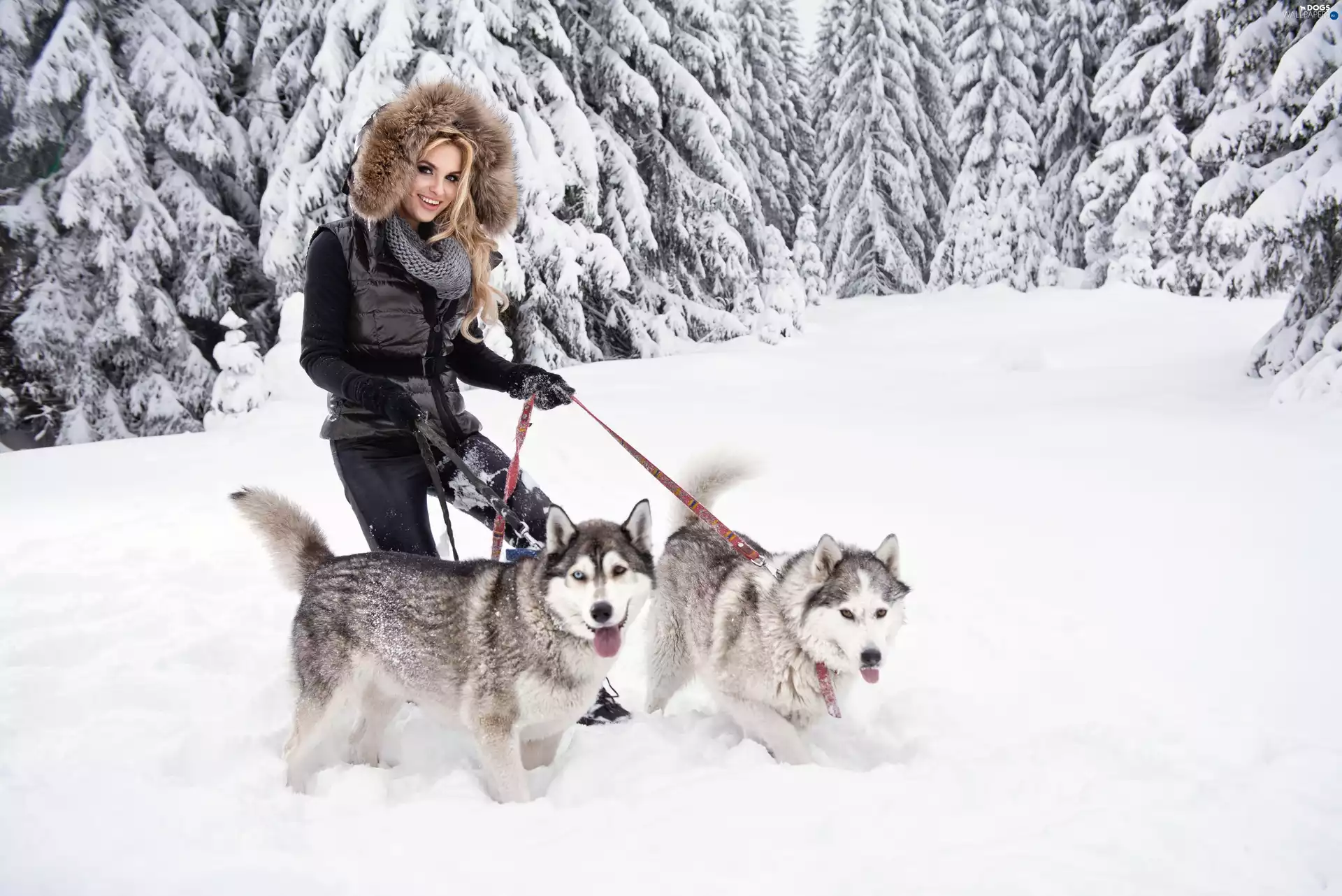 winter, Women, Siberian Husky, forest
