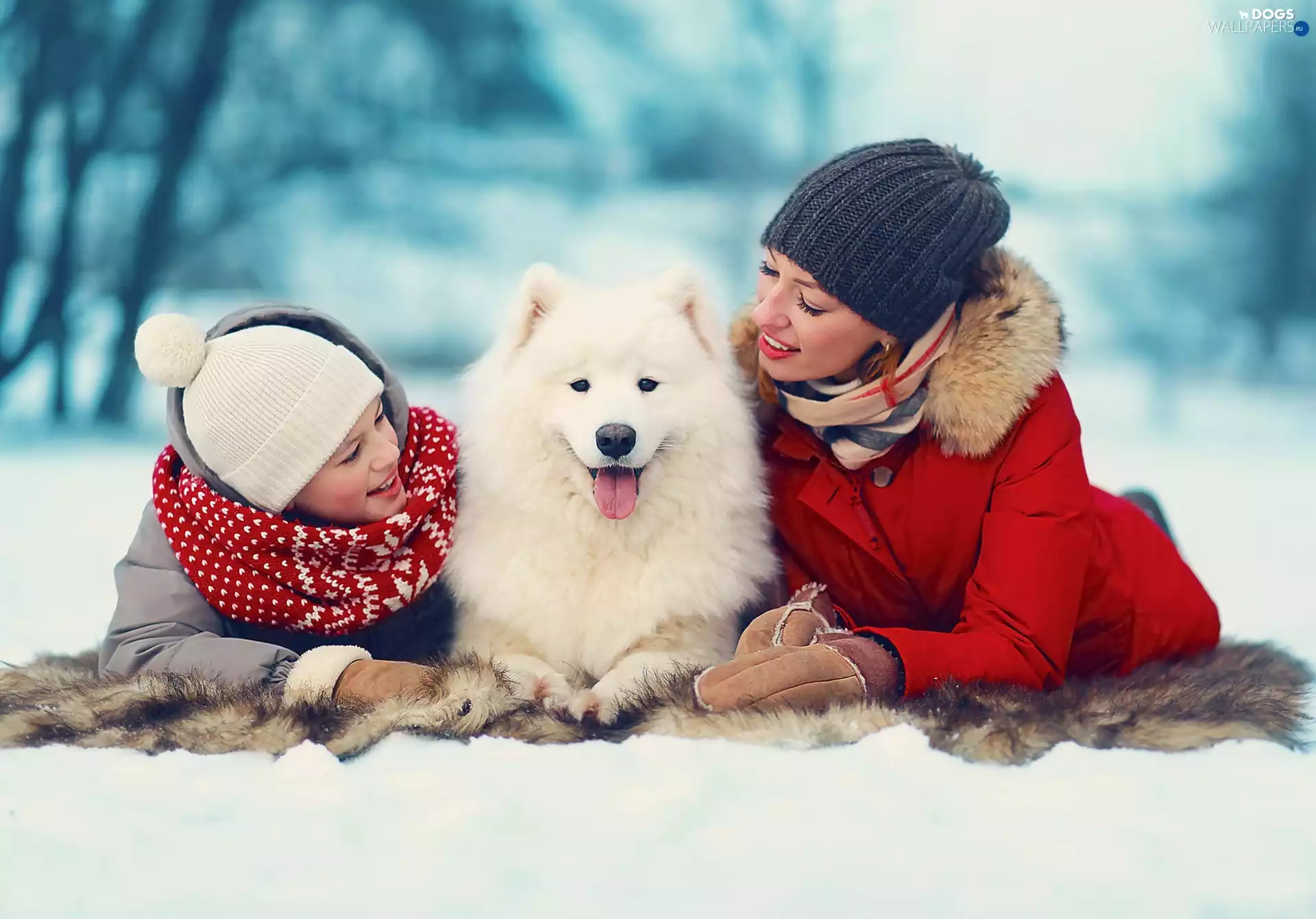 dog, winter, Two, Womens, Samojed, White