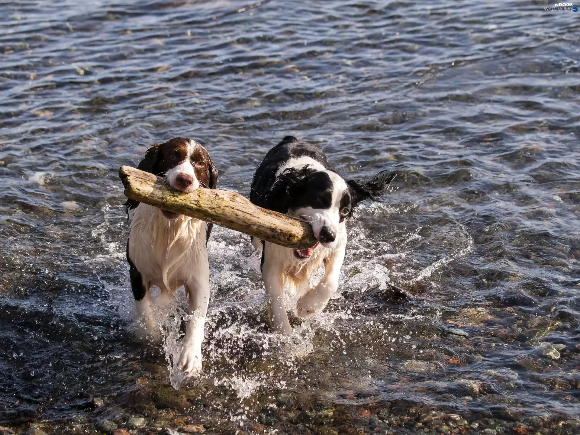 play, River, puppies, Wood, Border Collie