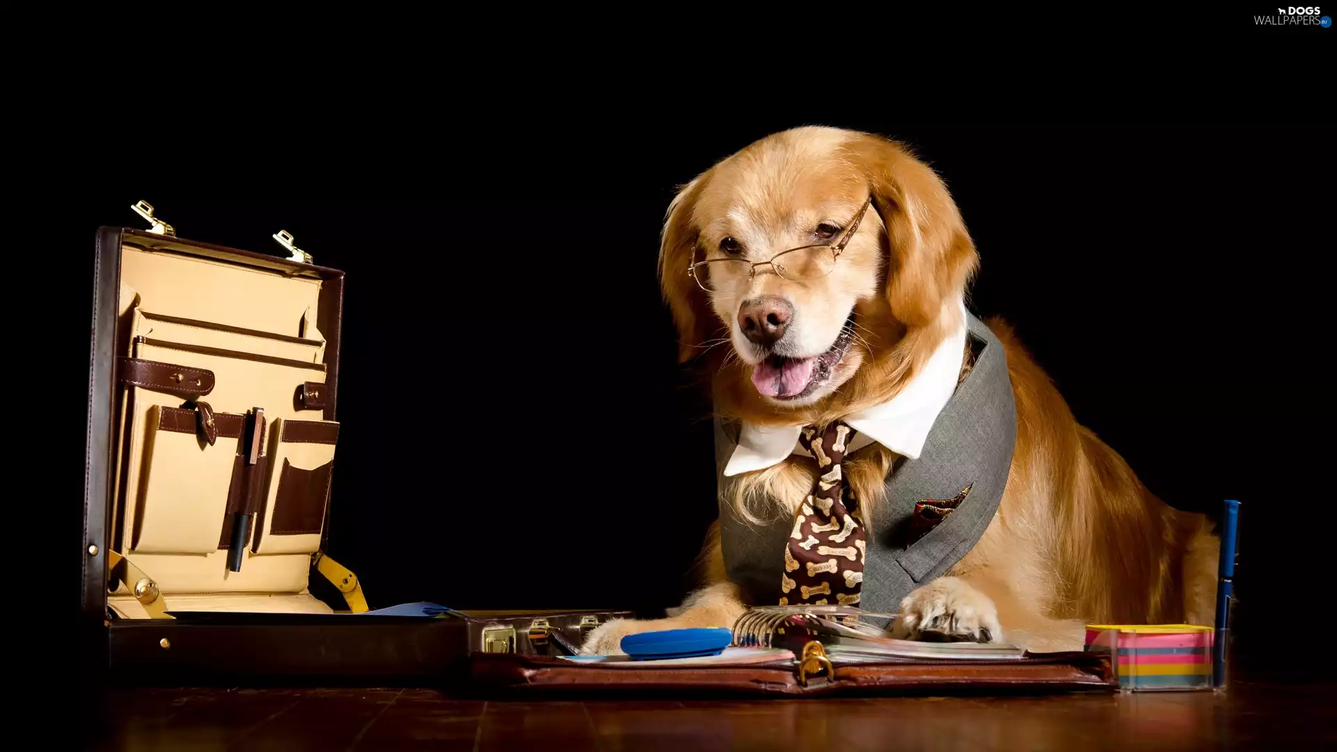 Tie, Golden Retriever, Documents, Glasses, dog, briefcase, Workaholic